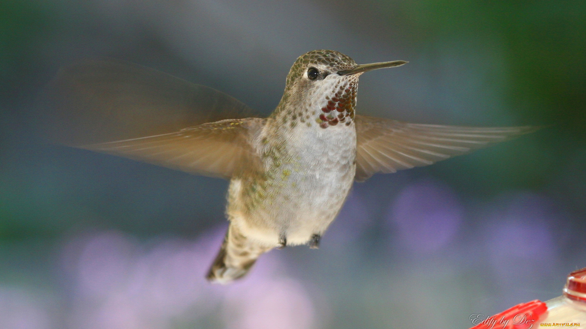 животные, колибри