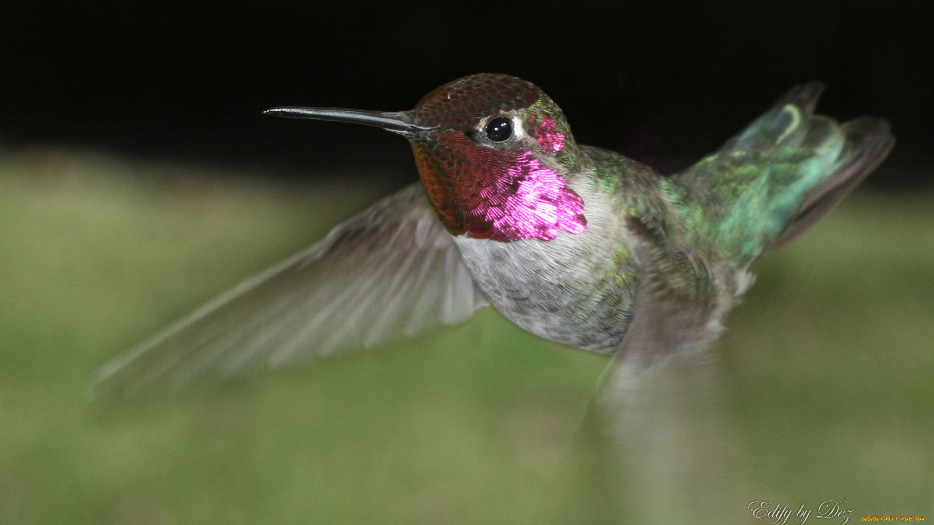 животные, колибри
