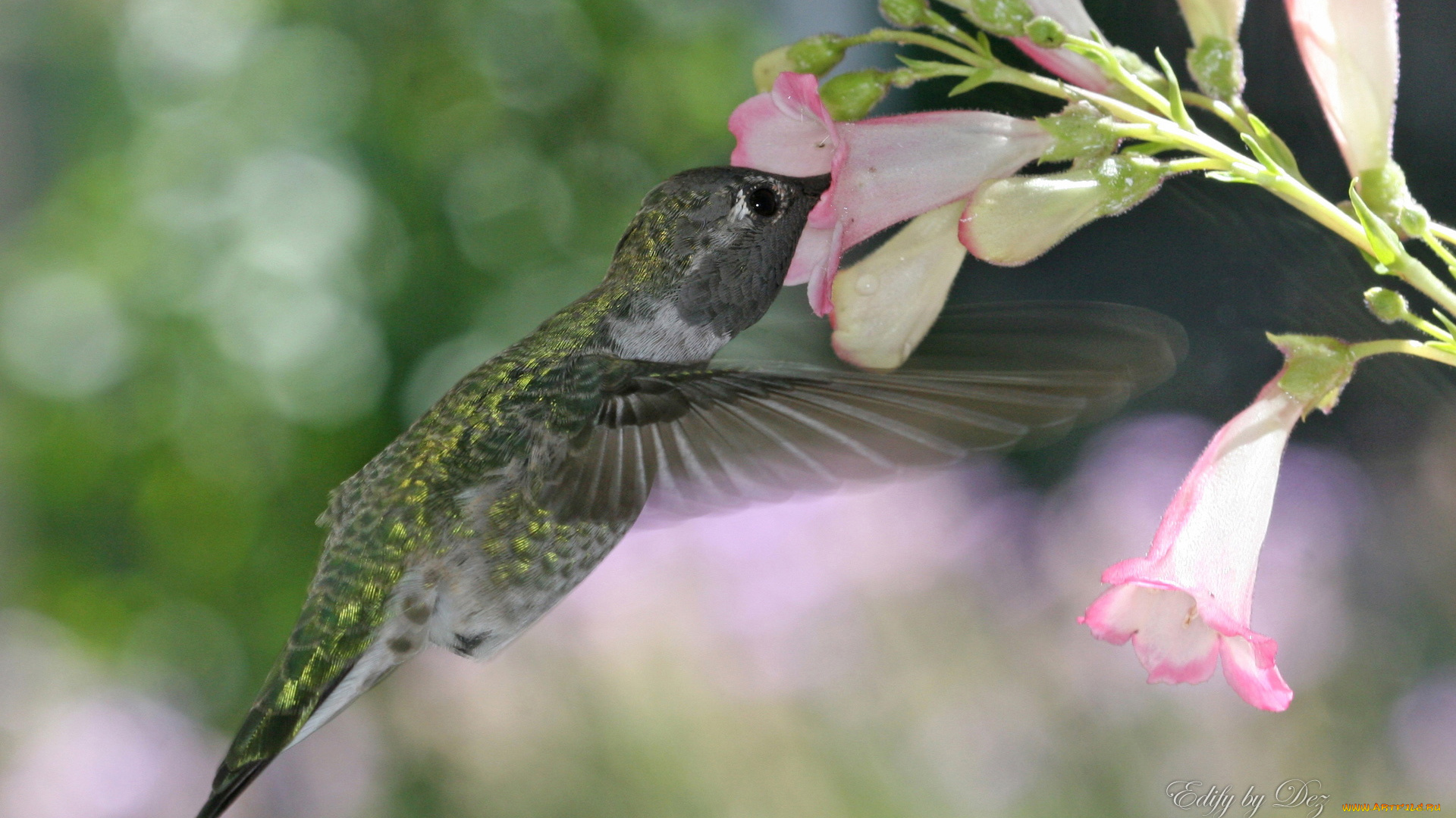 животные, колибри