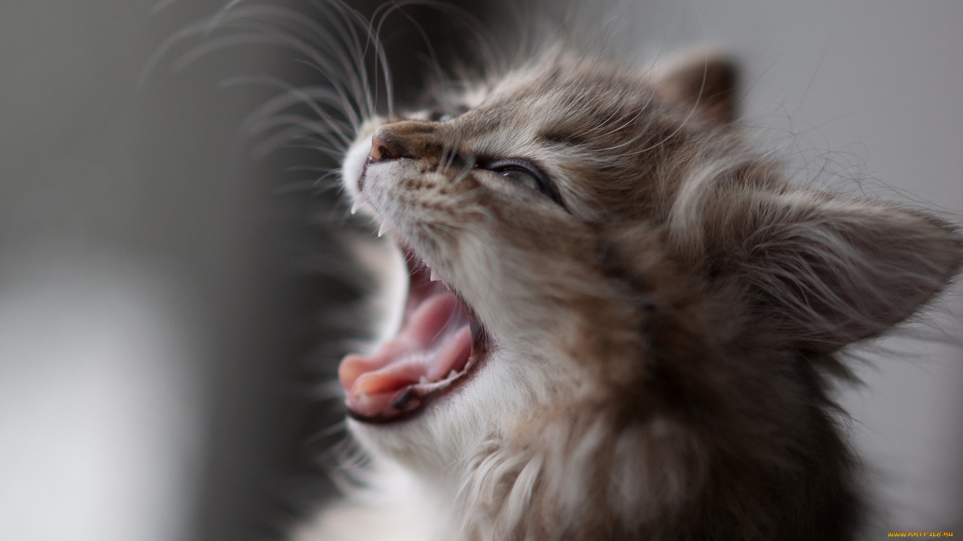 животные, коты, мордочка, котенок