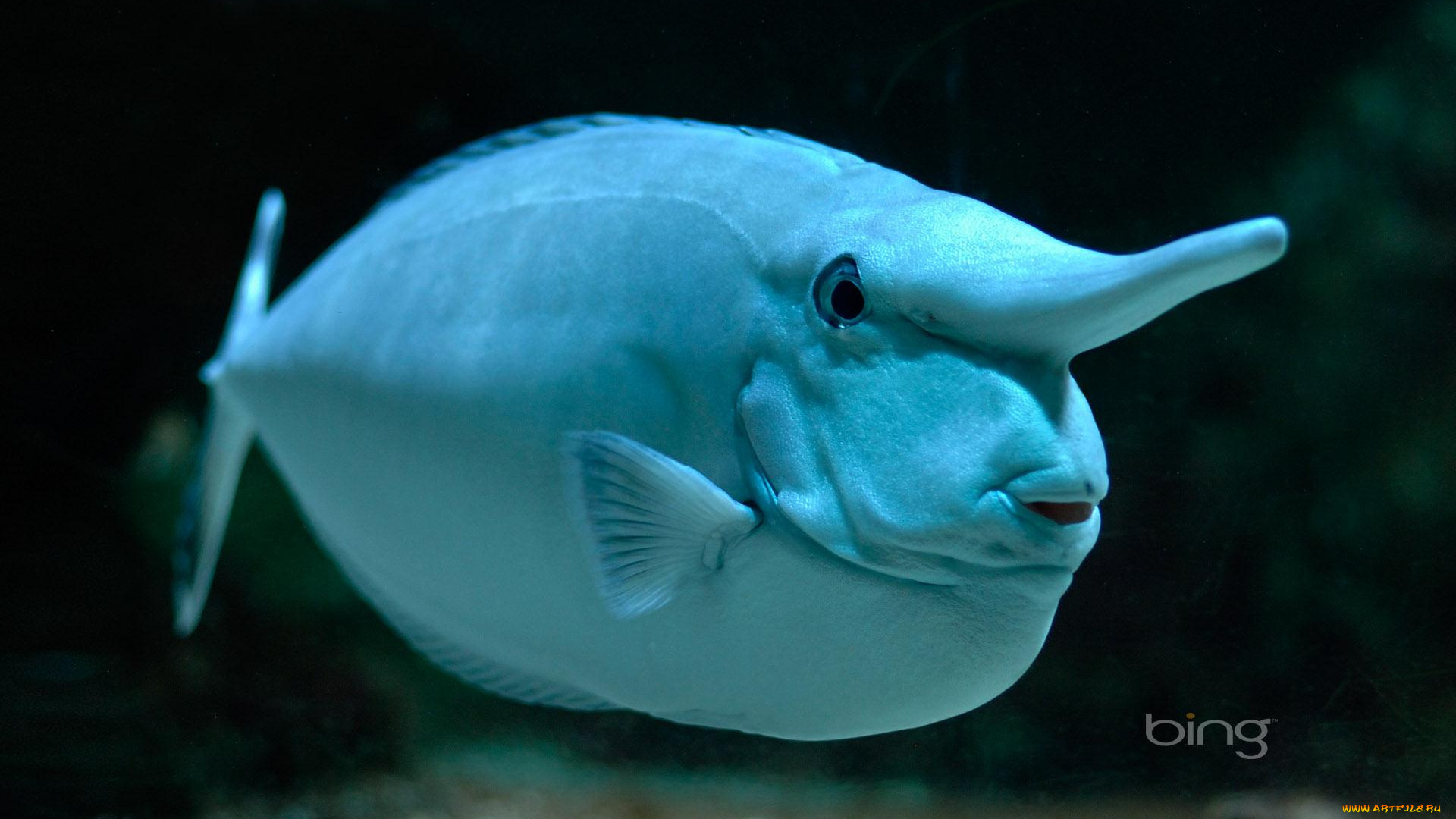 животные, рыбы, рыба