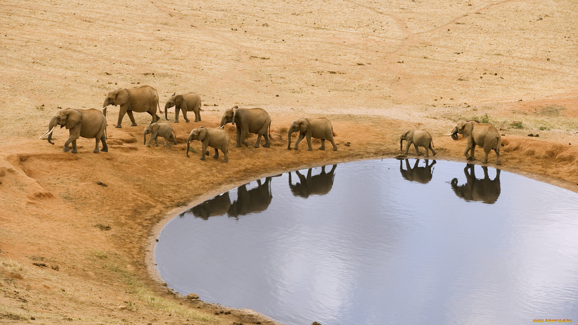 животные, слоны