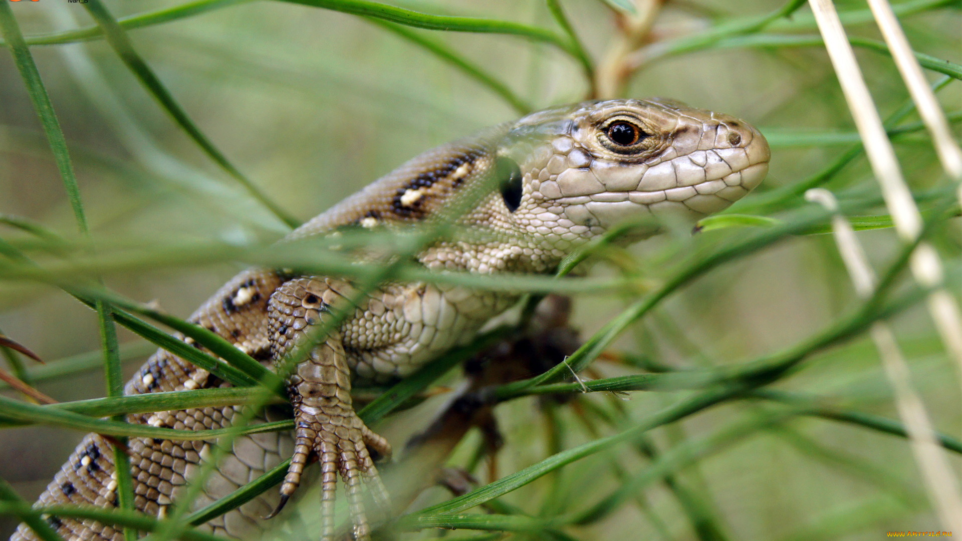 животные, Ящерицы, игуаны, вараны, ящерица