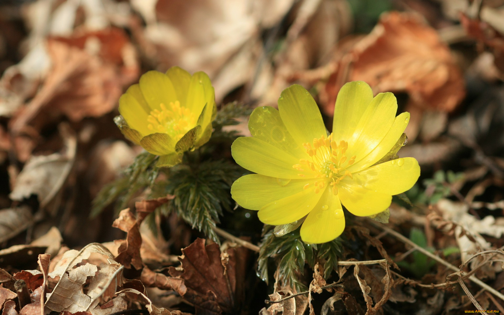 цветы, анемоны, адонисы, лепестки