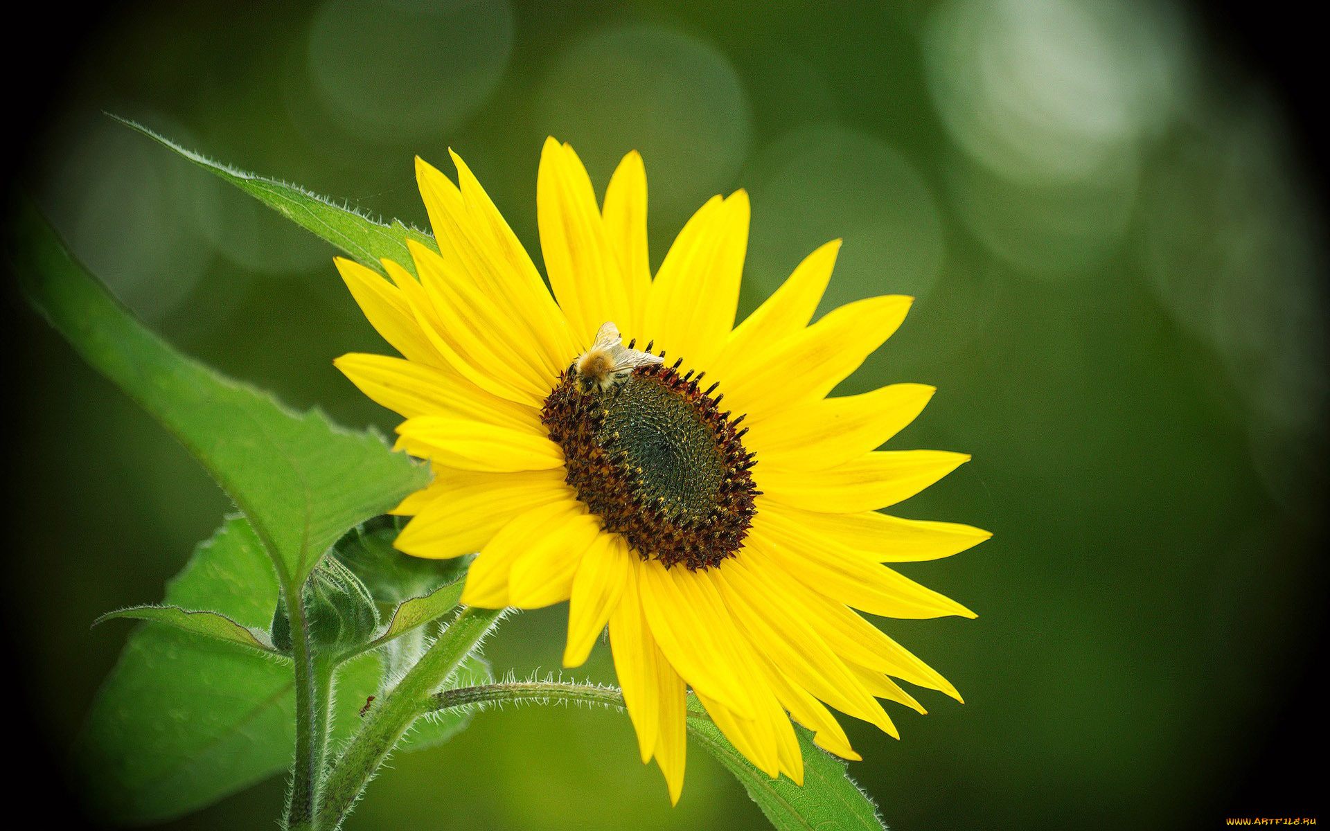 цветы, подсолнухи, подсолнух, пчела, муравей