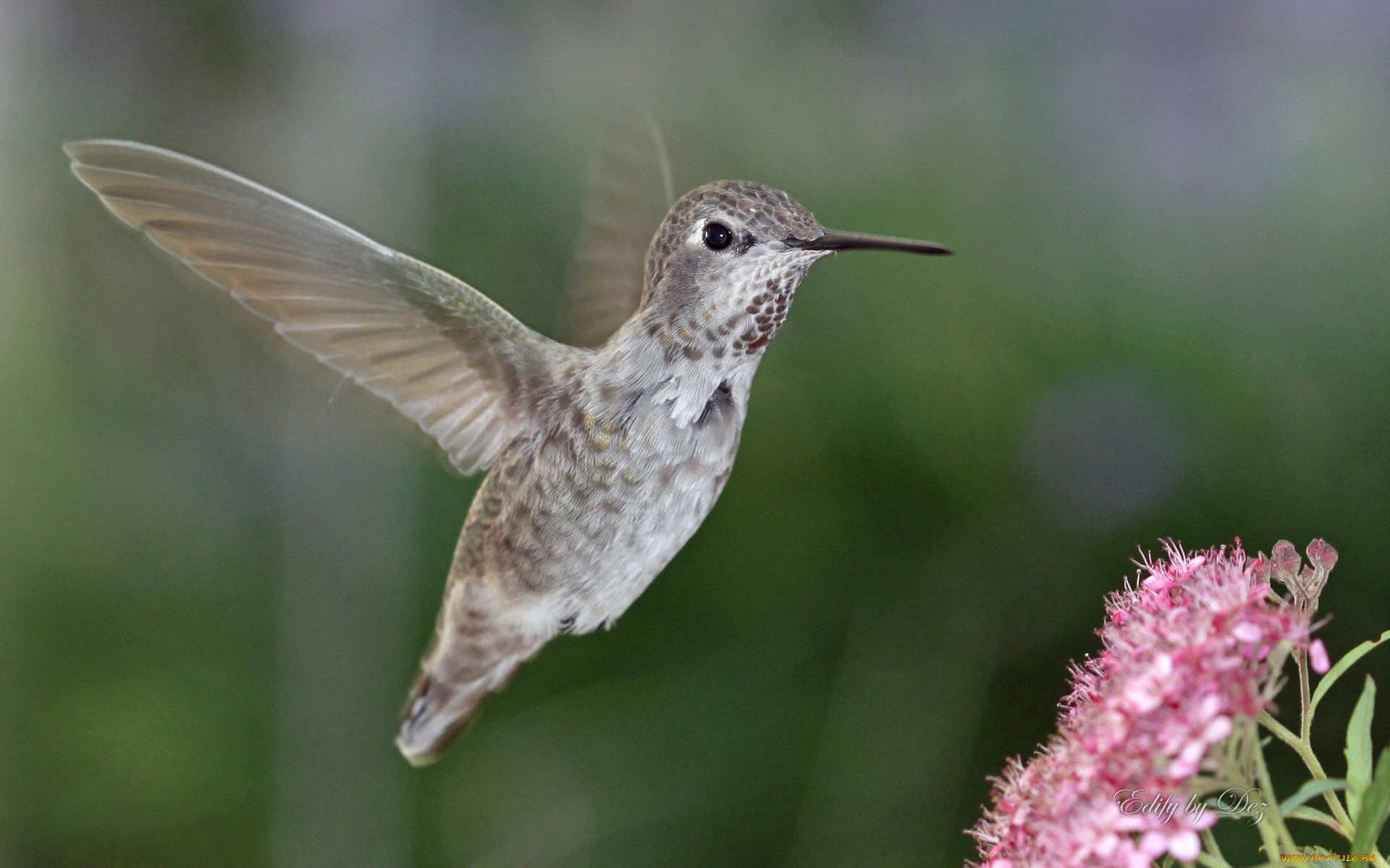 животные, колибри