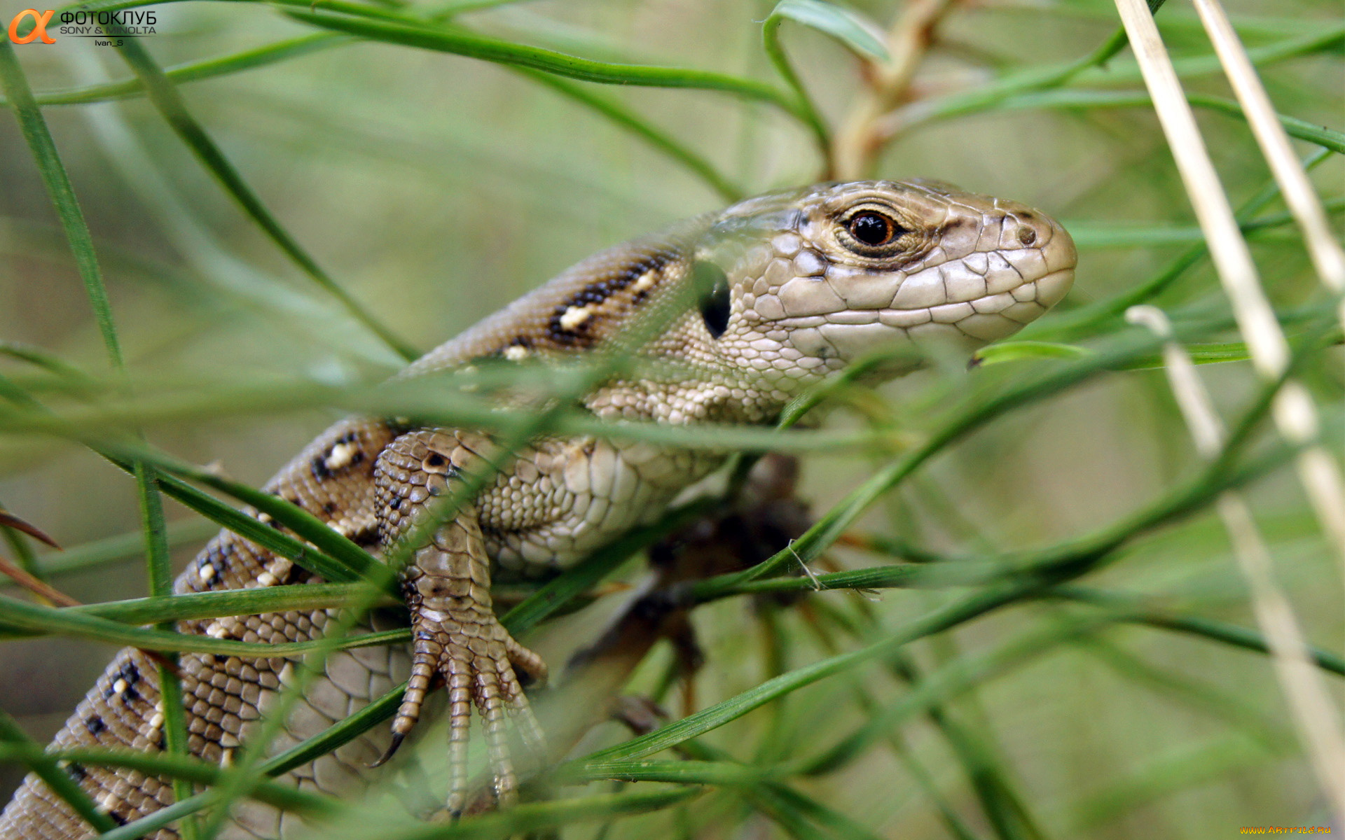 животные, Ящерицы, игуаны, вараны, ящерица