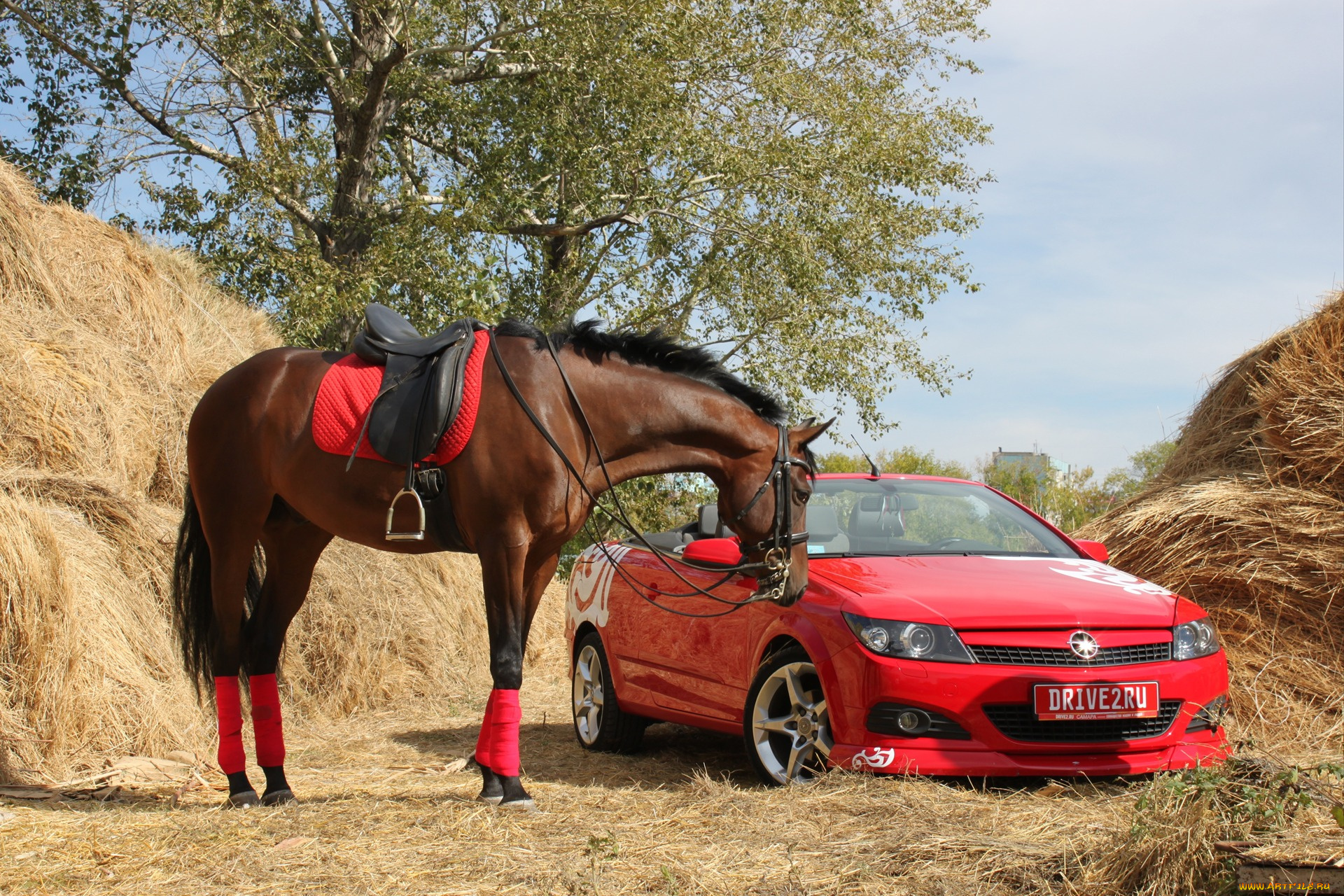 животные, лошади, авто, дерево, сено, лошадь