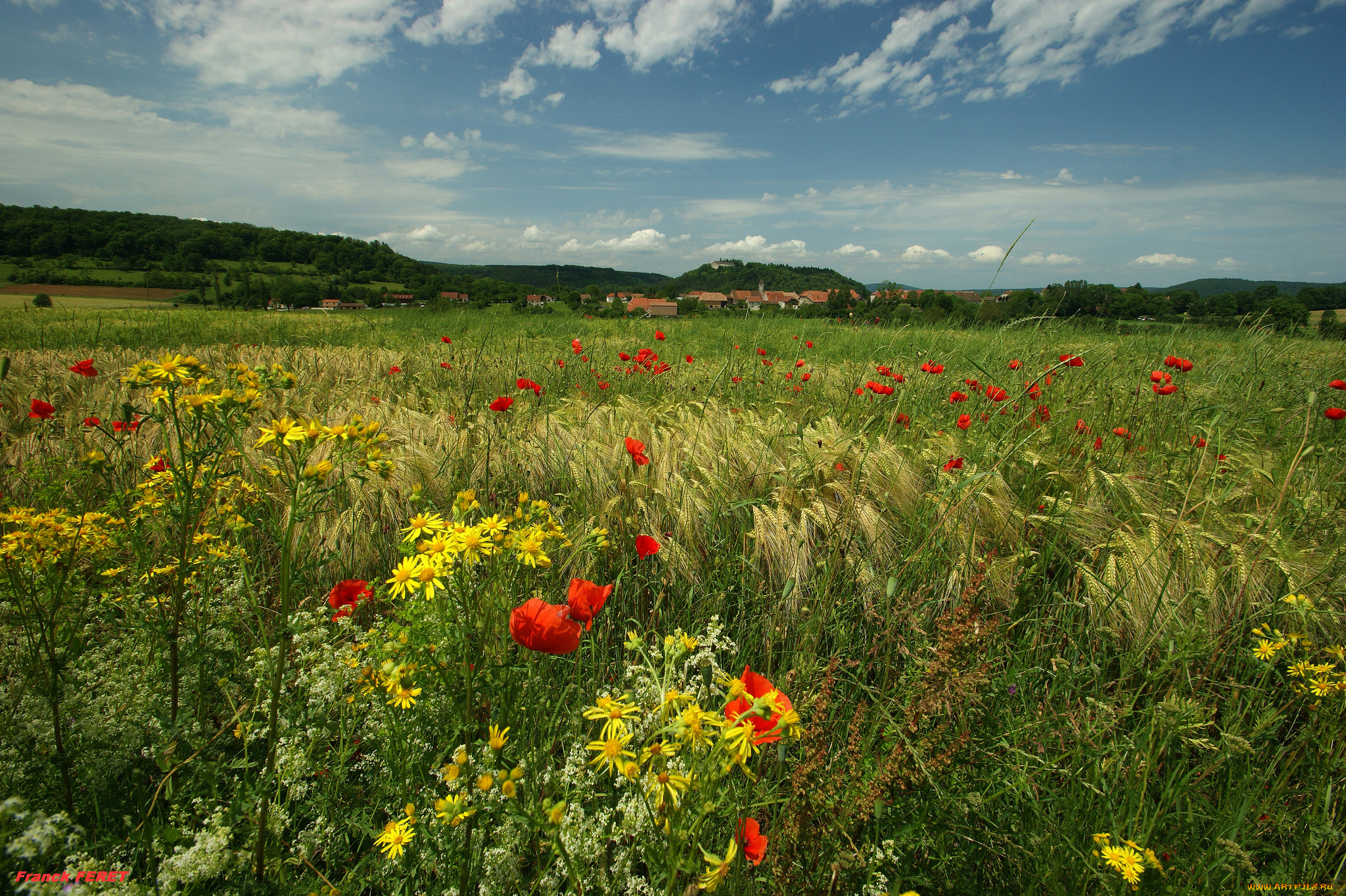 природа, луга, трава, пейзаж, цветы