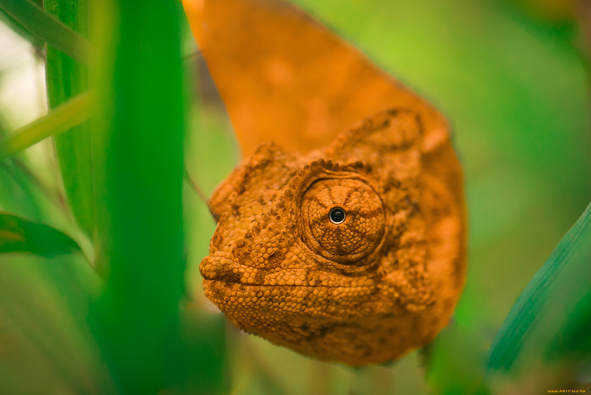 животные, хамелеоны, глаза