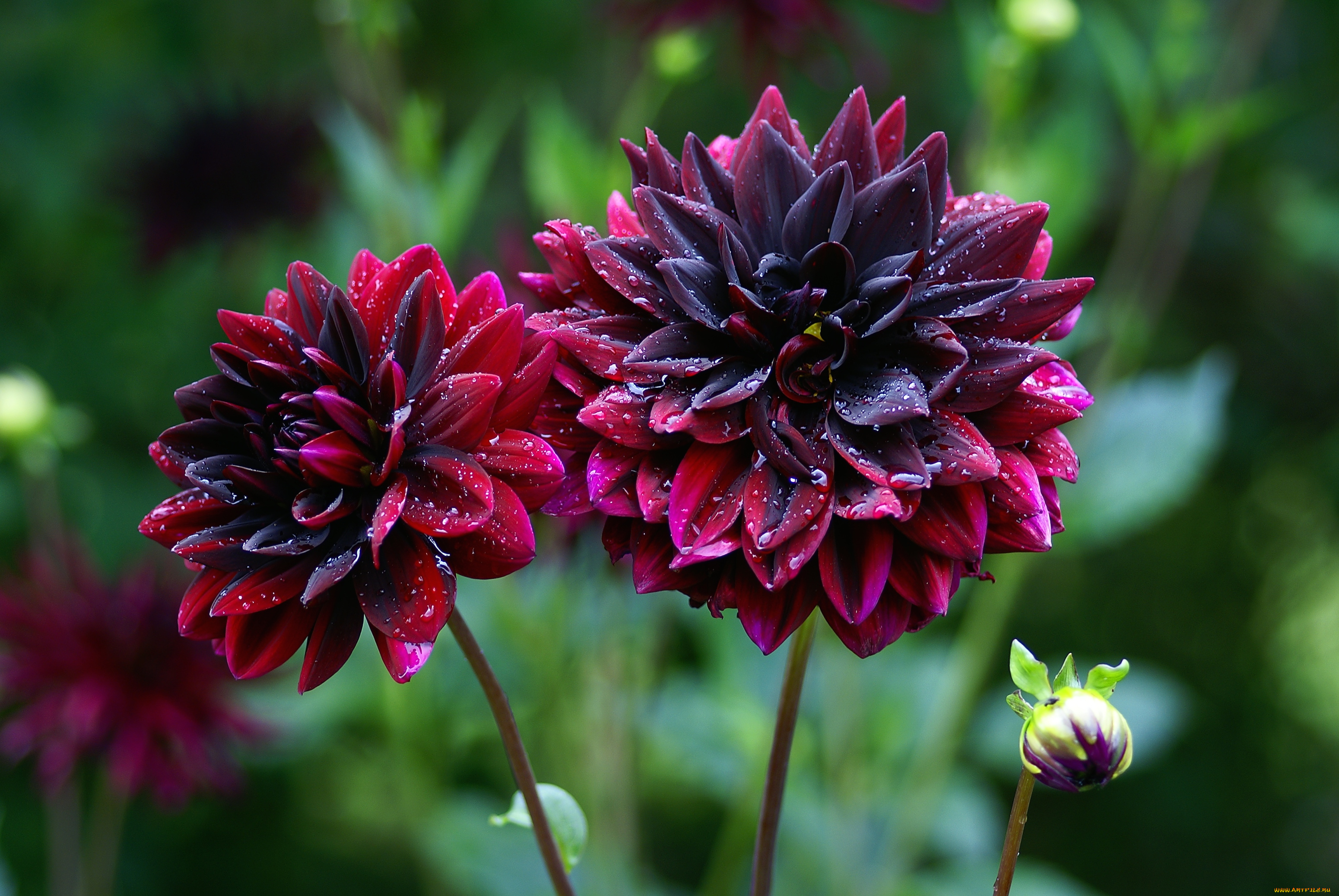 цветы, георгины, капли, бордовый