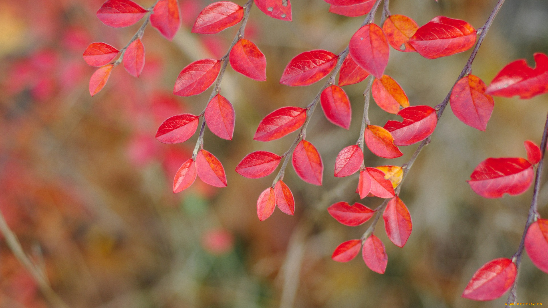 природа, листья, багрянец, осень, ветка