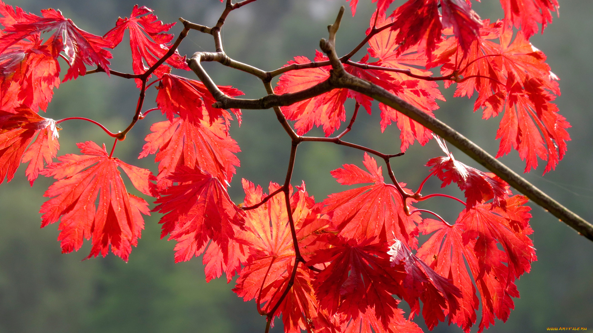 природа, листья, осень, ветка, багрянец