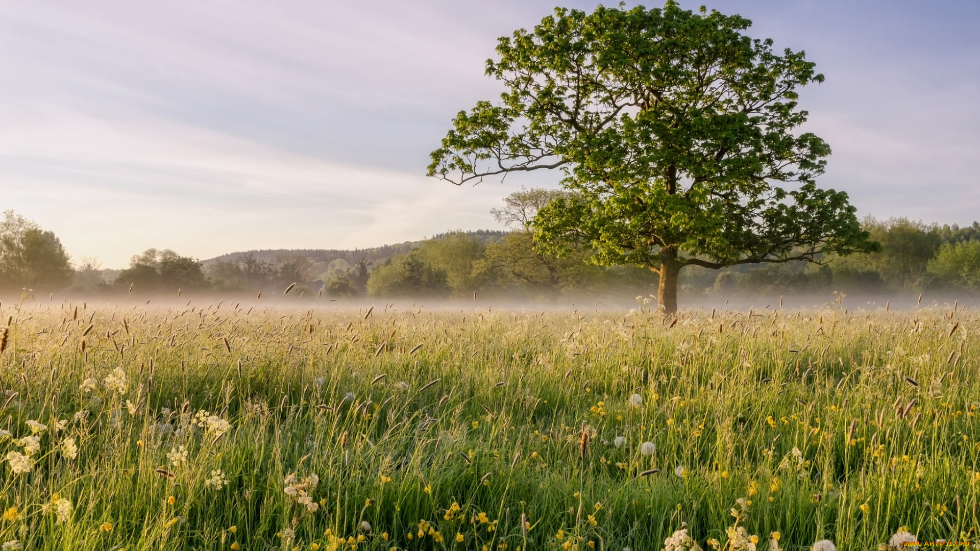 природа, луга, туман, дерево, пейзаж, поле