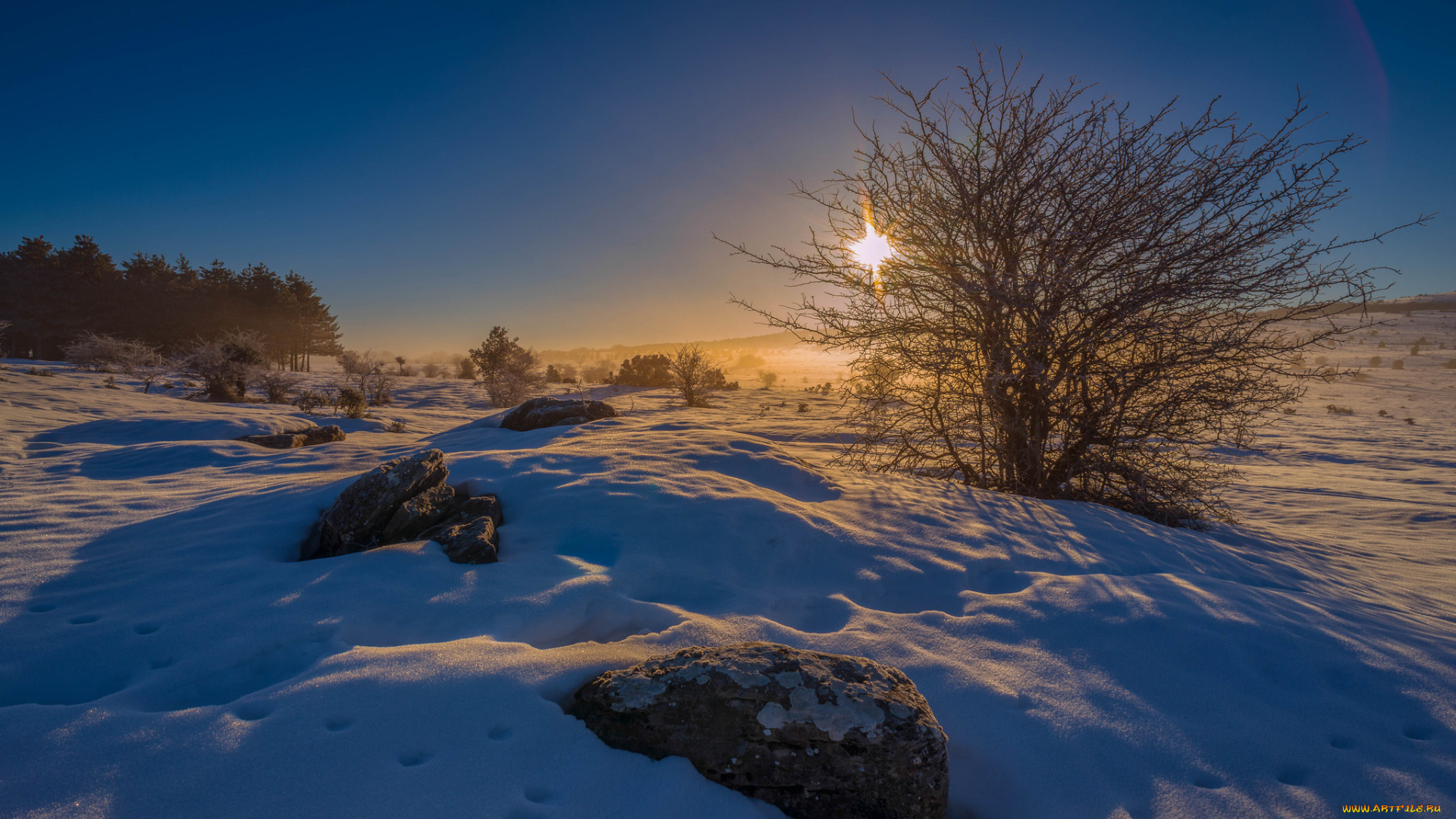 природа, зима, свет, снег, дерево, поле