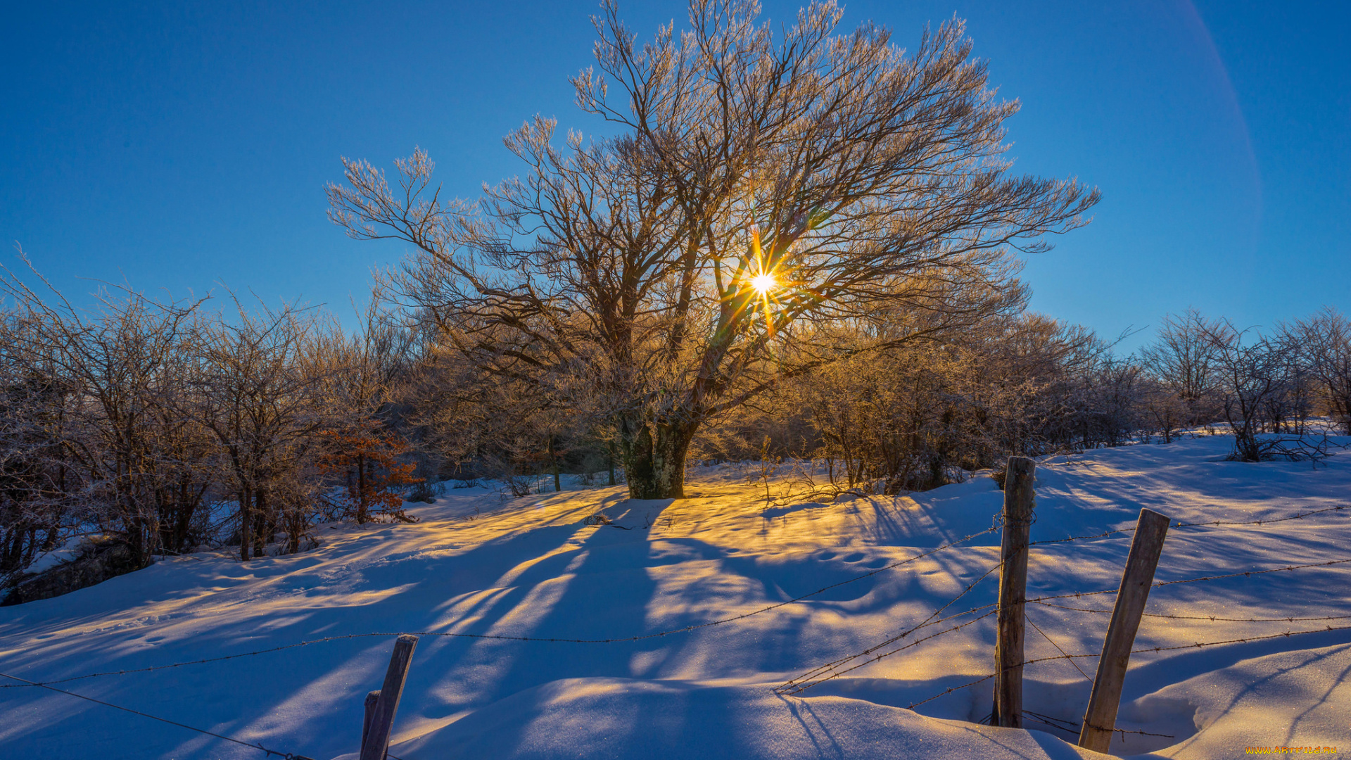природа, зима, свет, снег, дерево, поле