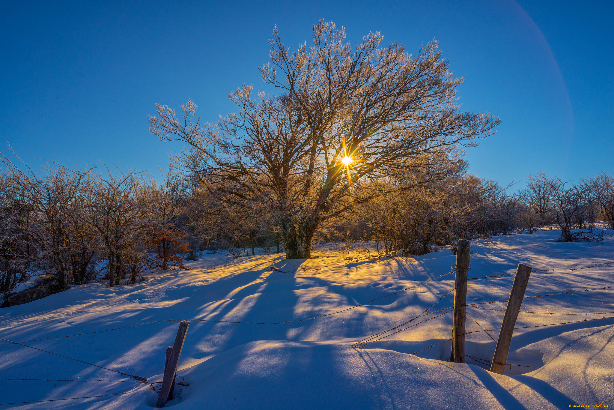 природа, зима, свет, снег, дерево, поле