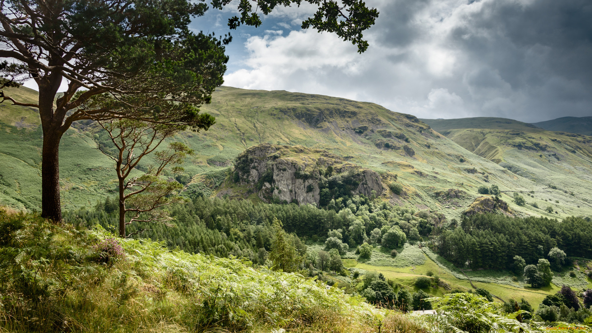 природа, пейзажи, растительность, холмы