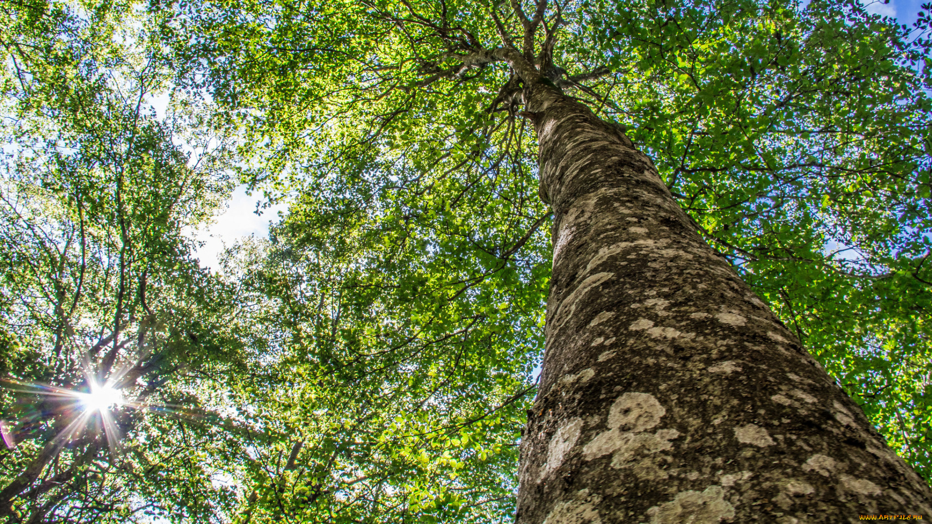 природа, деревья, дерево