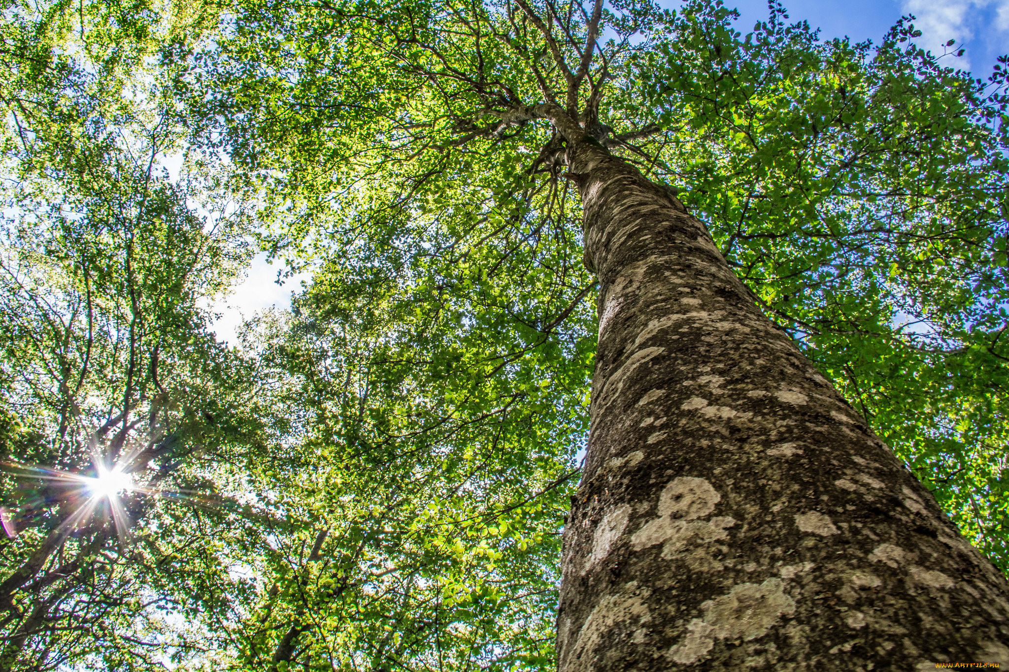 природа, деревья, дерево