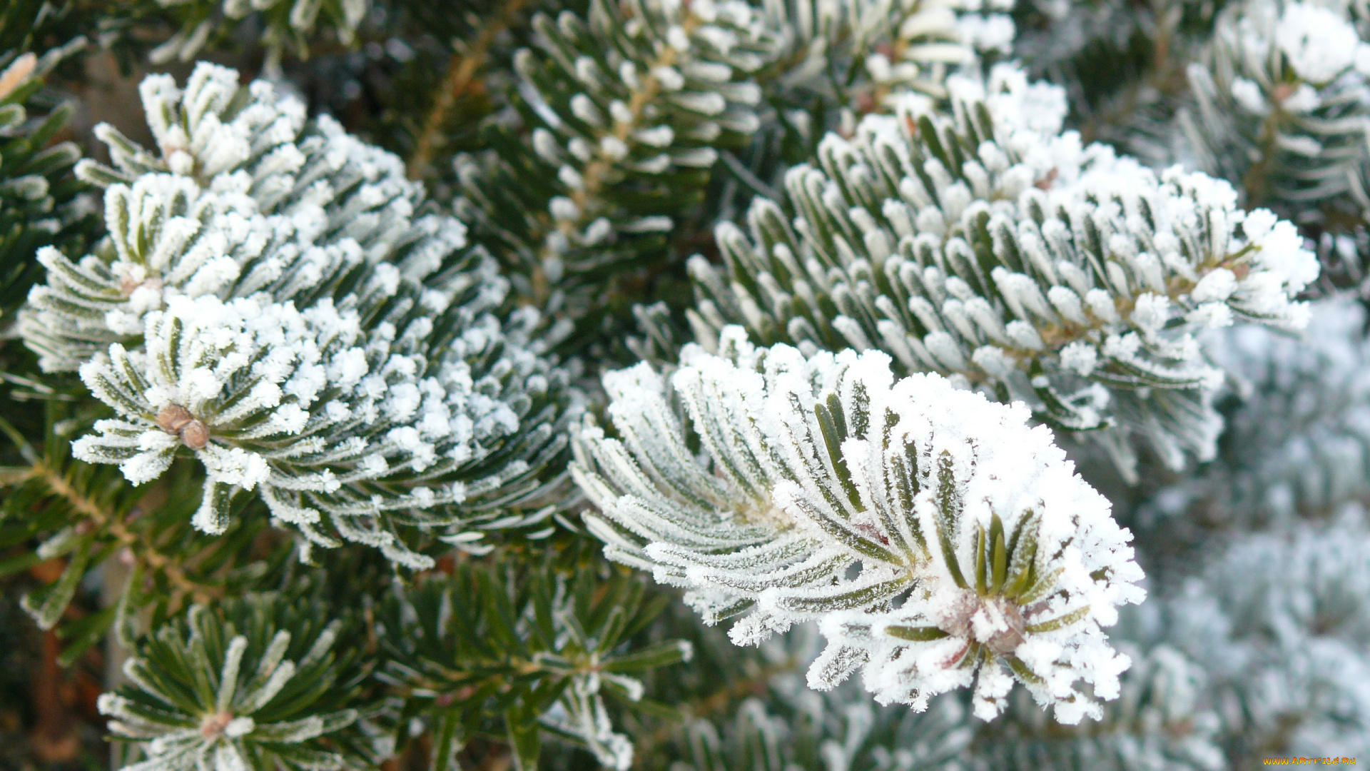 природа, деревья, снег, иголки, ветки, ель