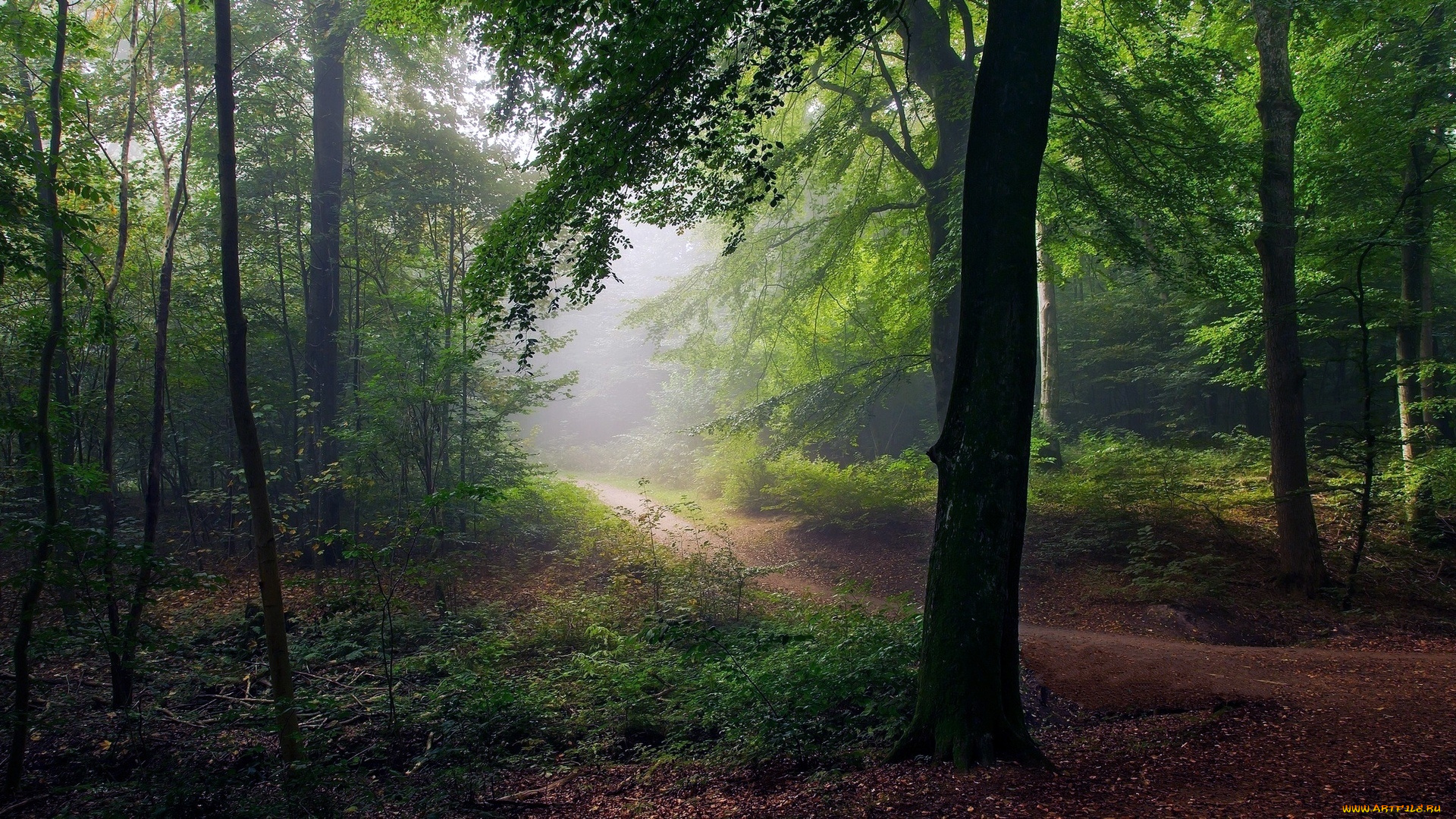 природа, лес