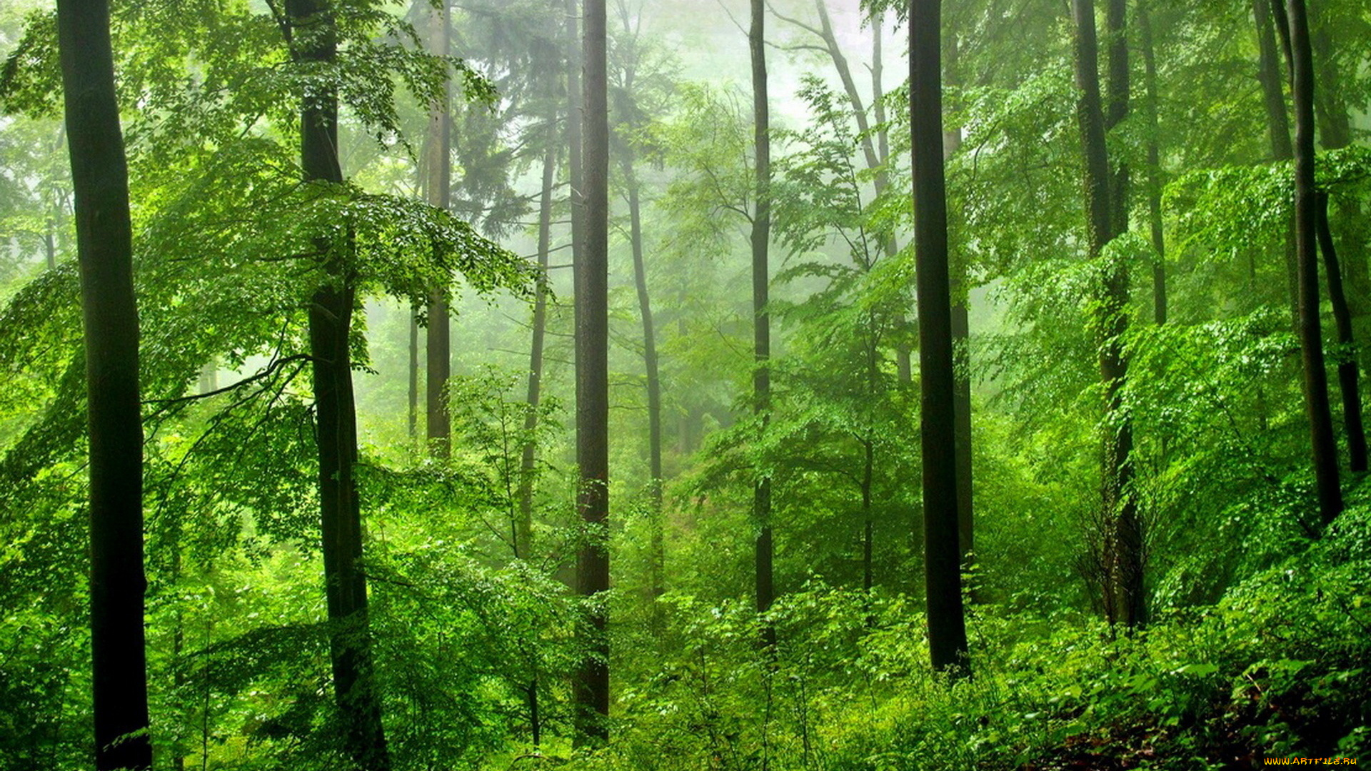 природа, лес, водопад, зима