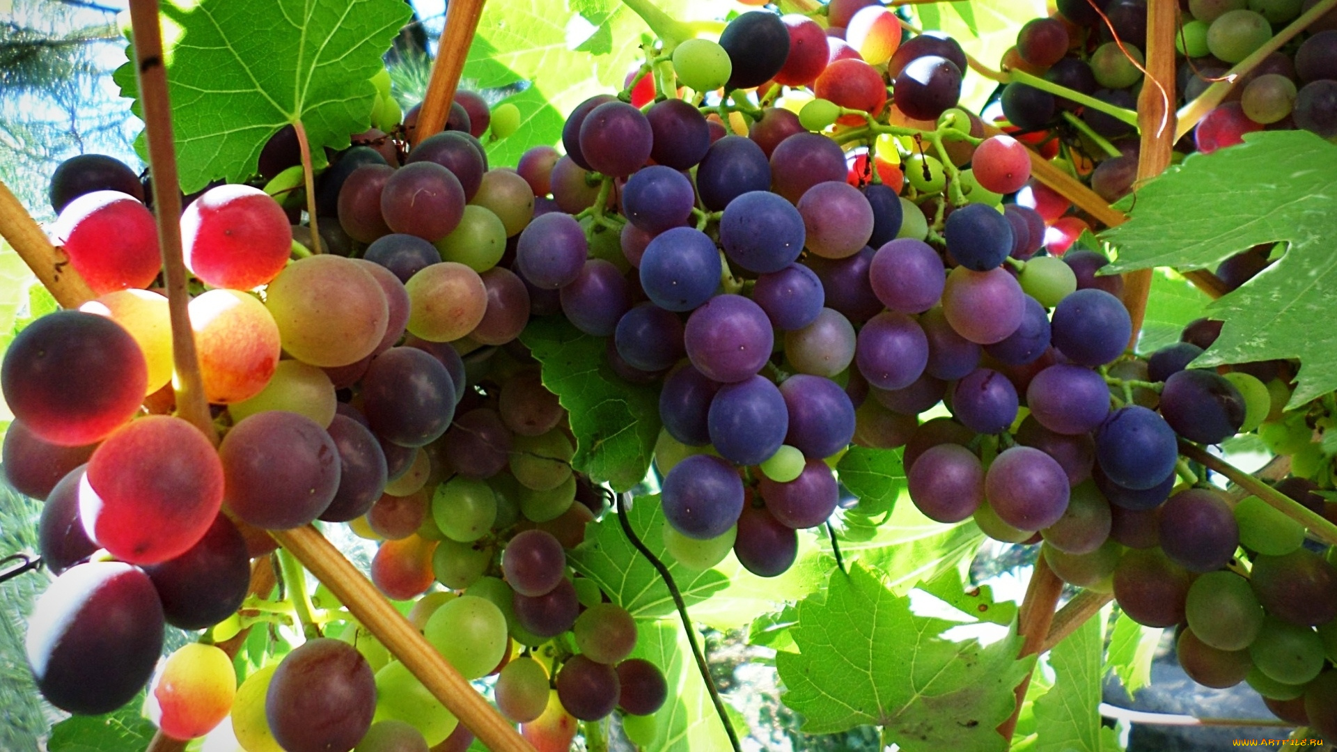 природа, Ягоды, , виноград, виноград, лоза