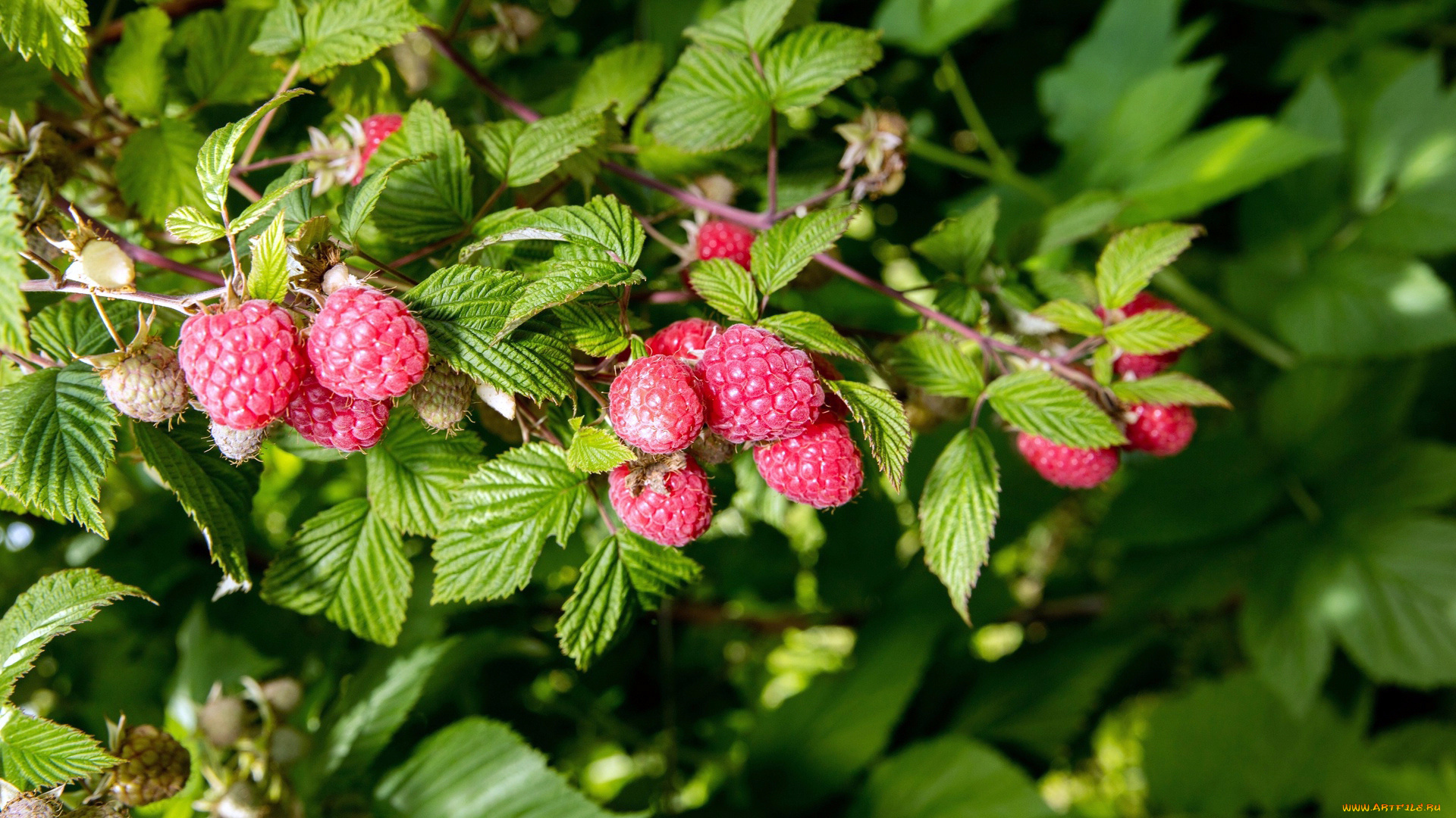 природа, Ягоды, малина