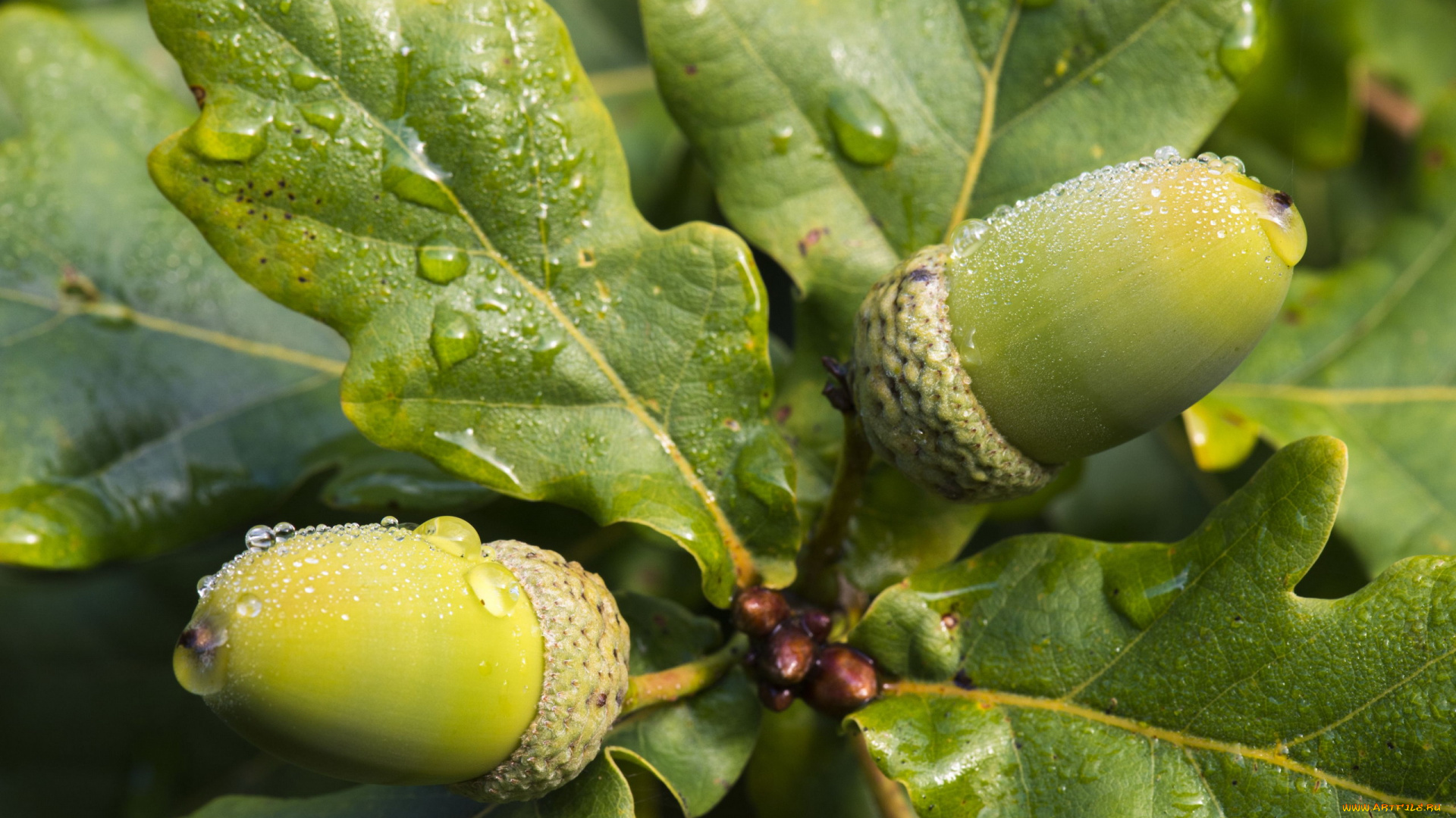 природа, шишки, , жёлуди, , каштаны, желуди