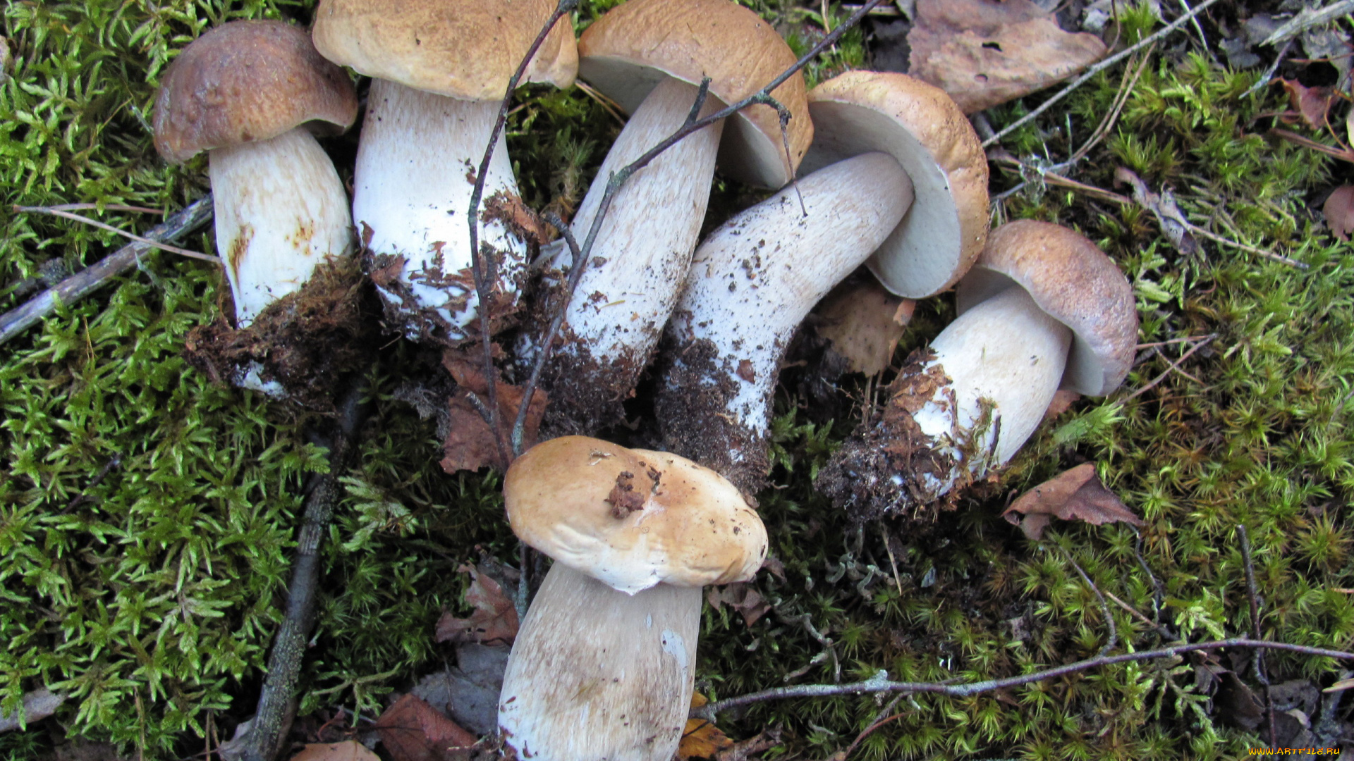 еда, грибы, , грибные, блюда, свежие, лесные, боровики