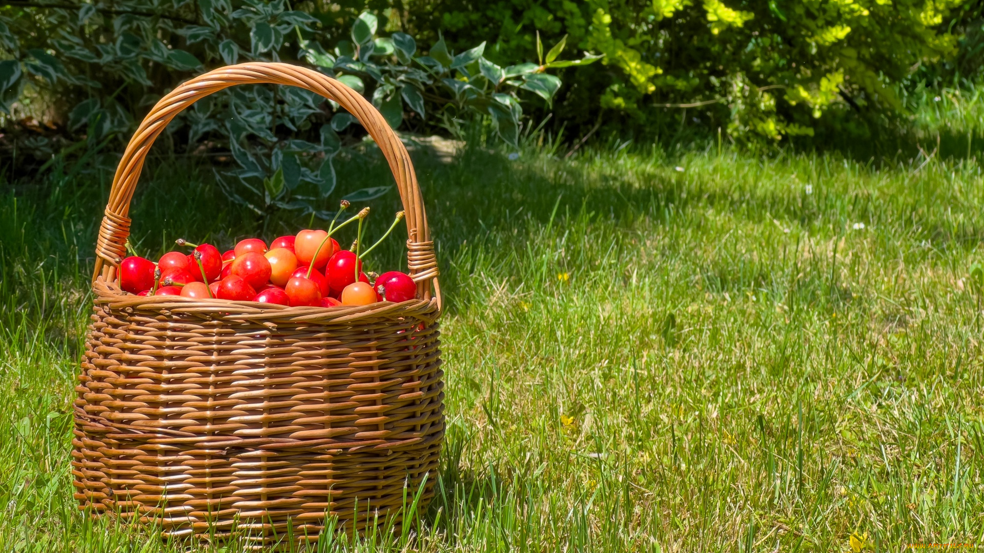 еда, вишня, , черешня, трава, корзинка, ягоды, черешня