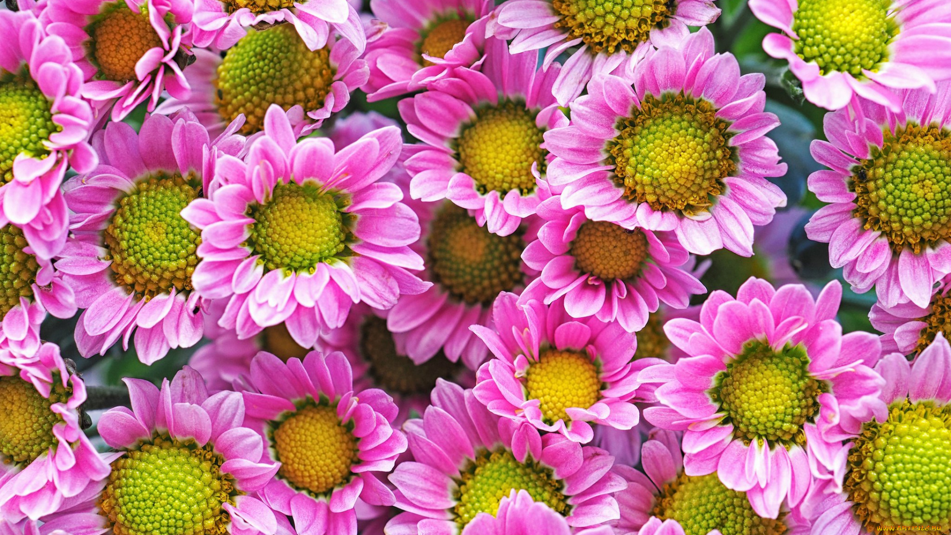 цветы, хризантемы
