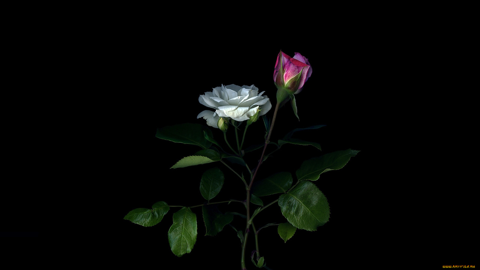 цветы, розы