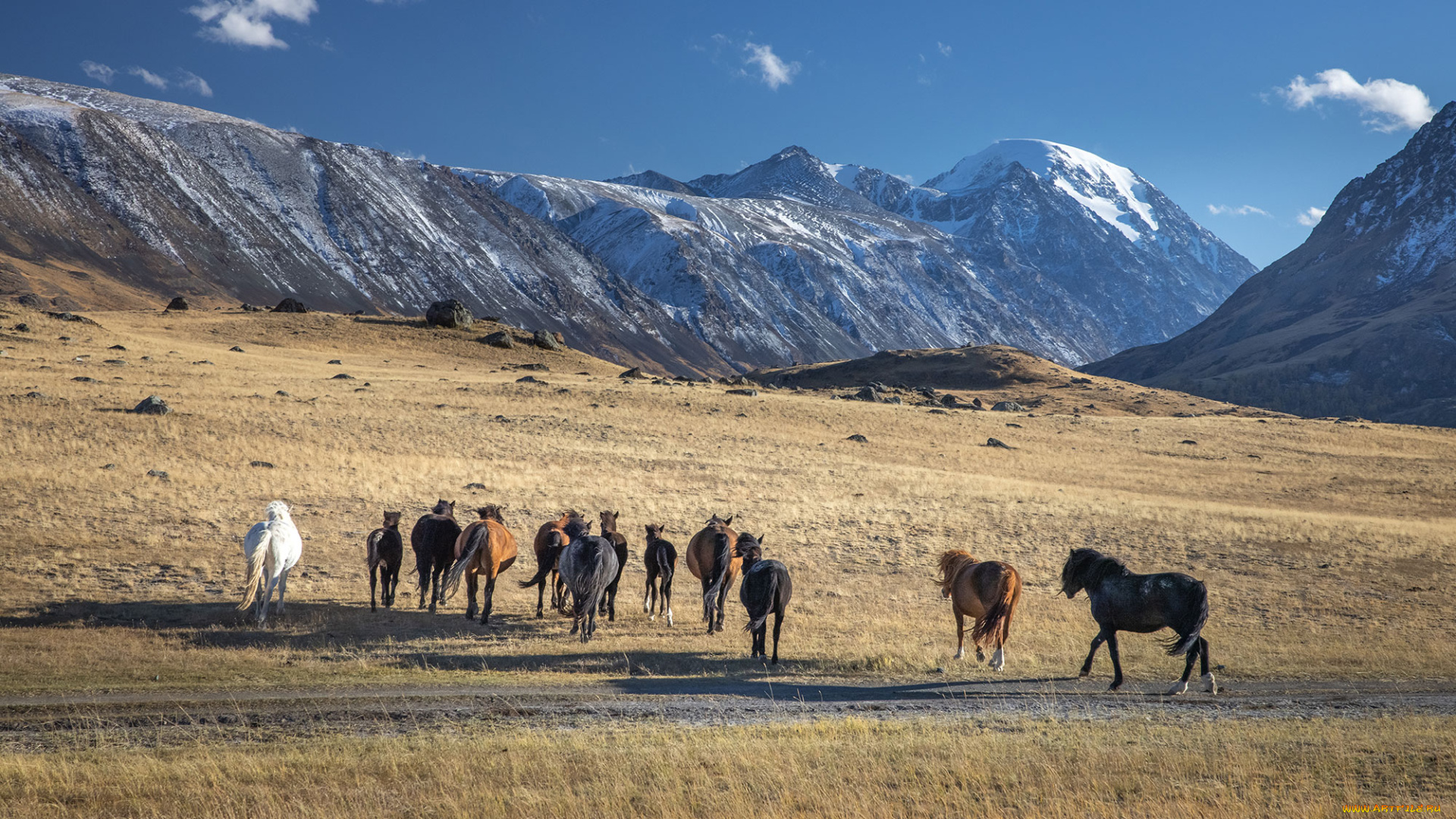 животные, лошади, укoк, южный, алтай, oсeнь, высoкогoрье, автор, фотография, воробьев, роман