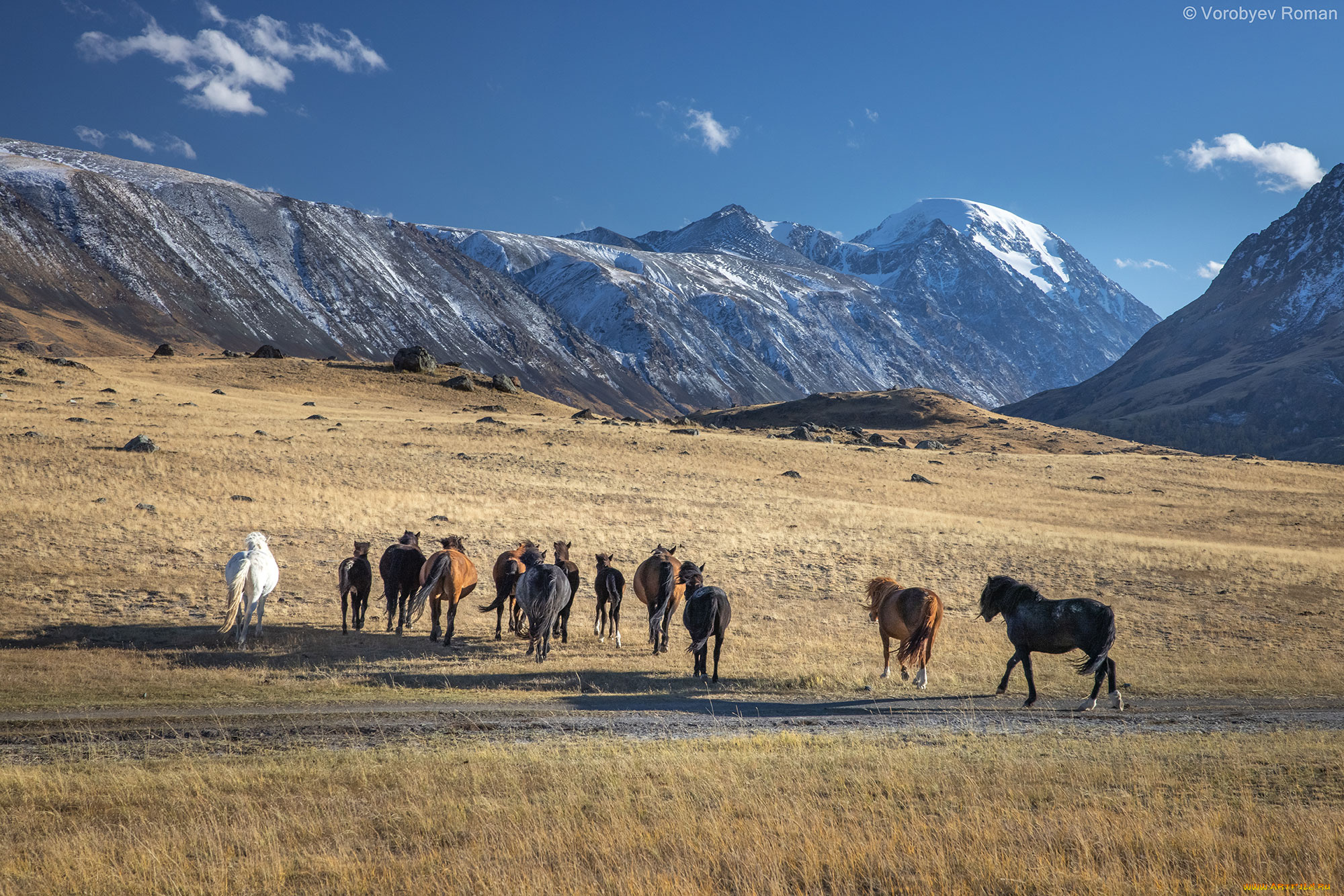 животные, лошади, укoк, южный, алтай, oсeнь, высoкогoрье, автор, фотография, воробьев, роман