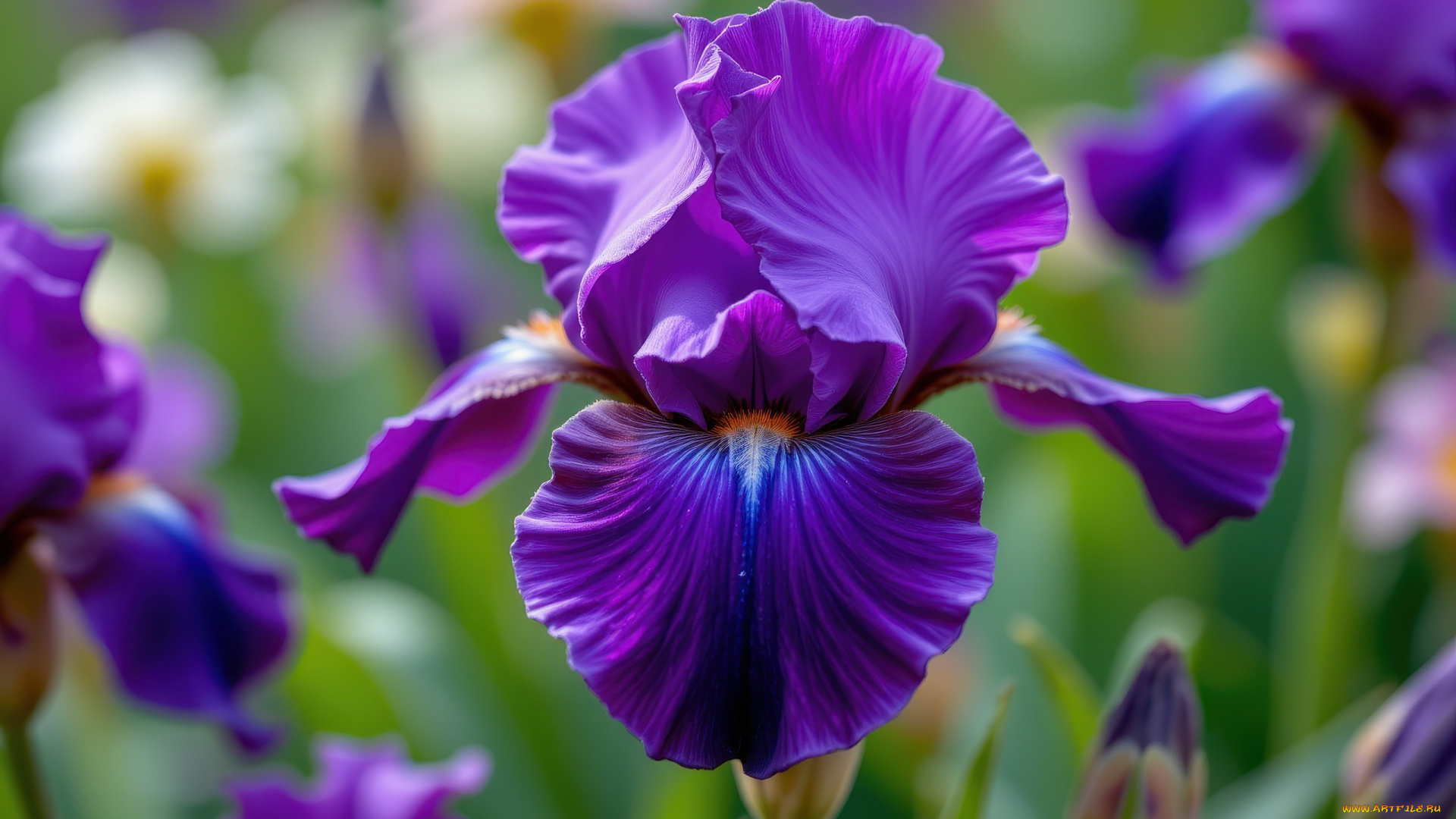 3д, графика, цветы, , flowers, лиловый, ирис, макро