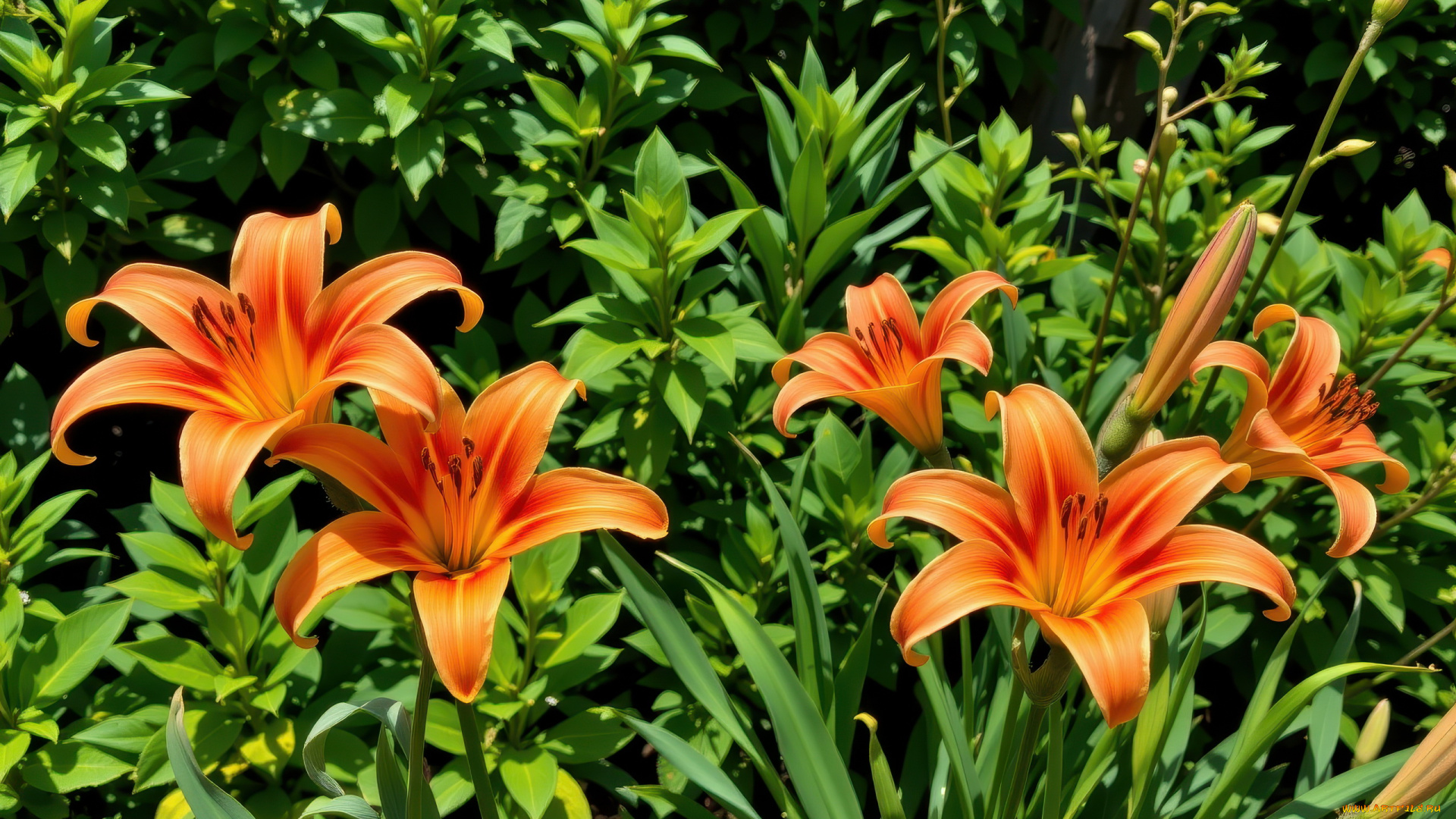 3д, графика, цветы, , flowers, оранжевые, лилии