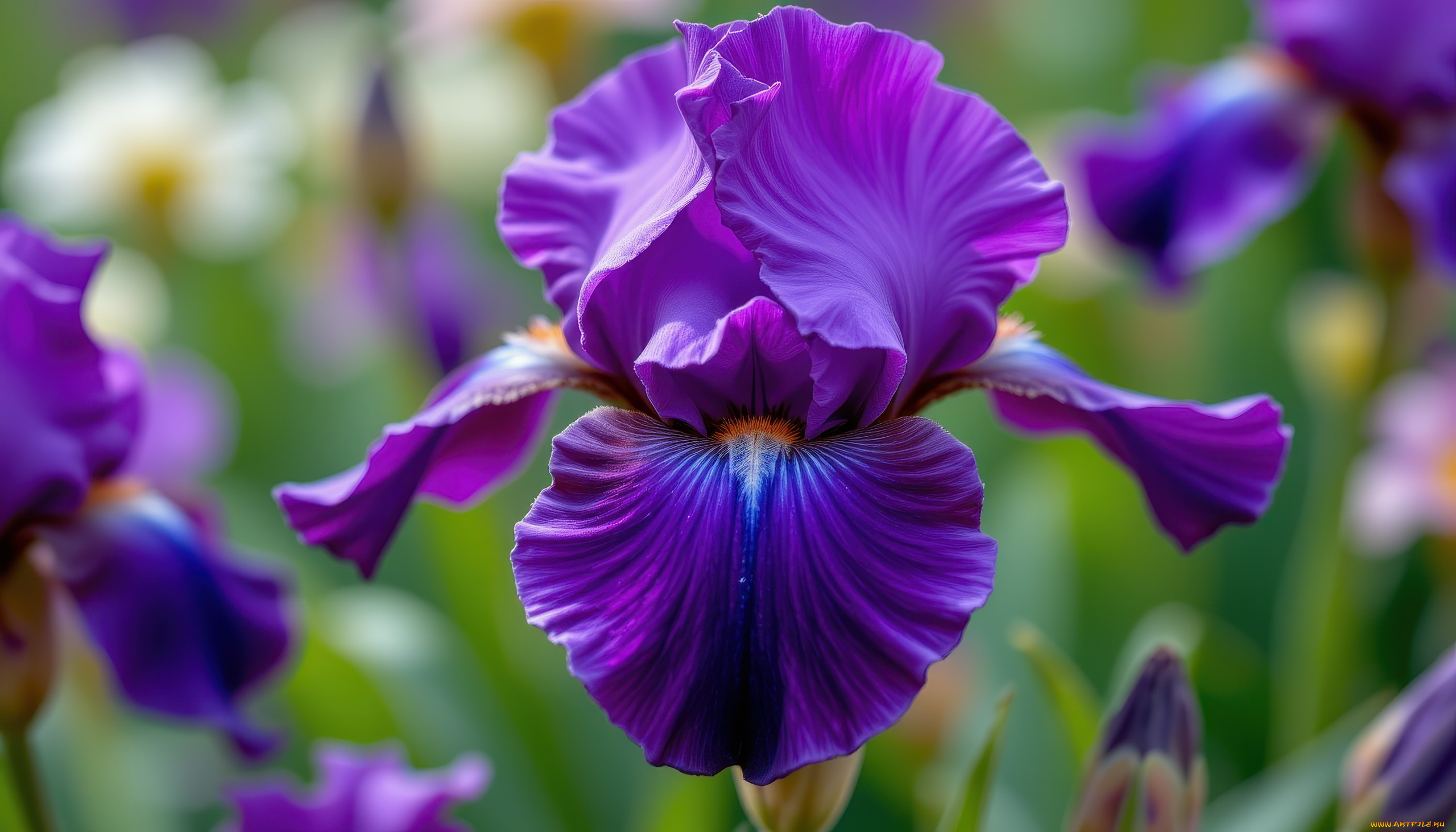 3д, графика, цветы, , flowers, лиловый, ирис, макро