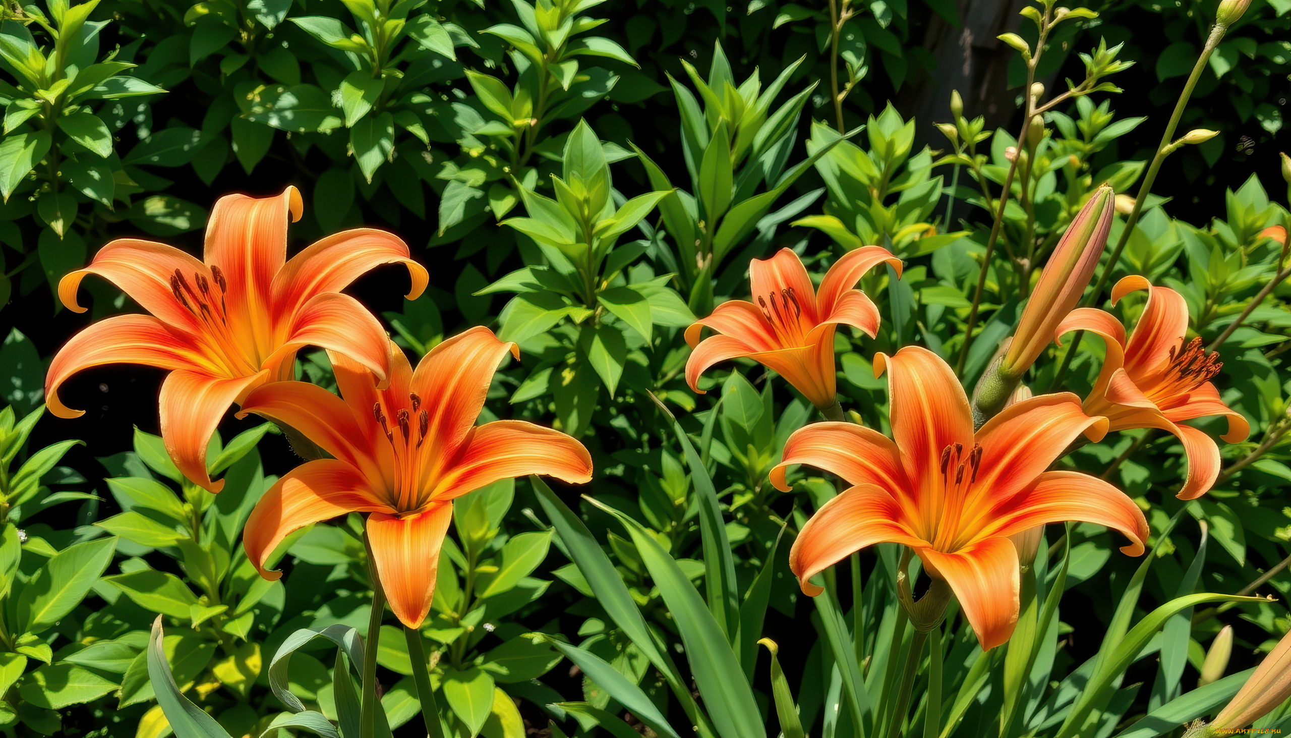 3д, графика, цветы, , flowers, оранжевые, лилии