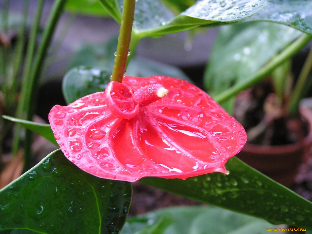 цветы, антуриум, цветок, фламинго