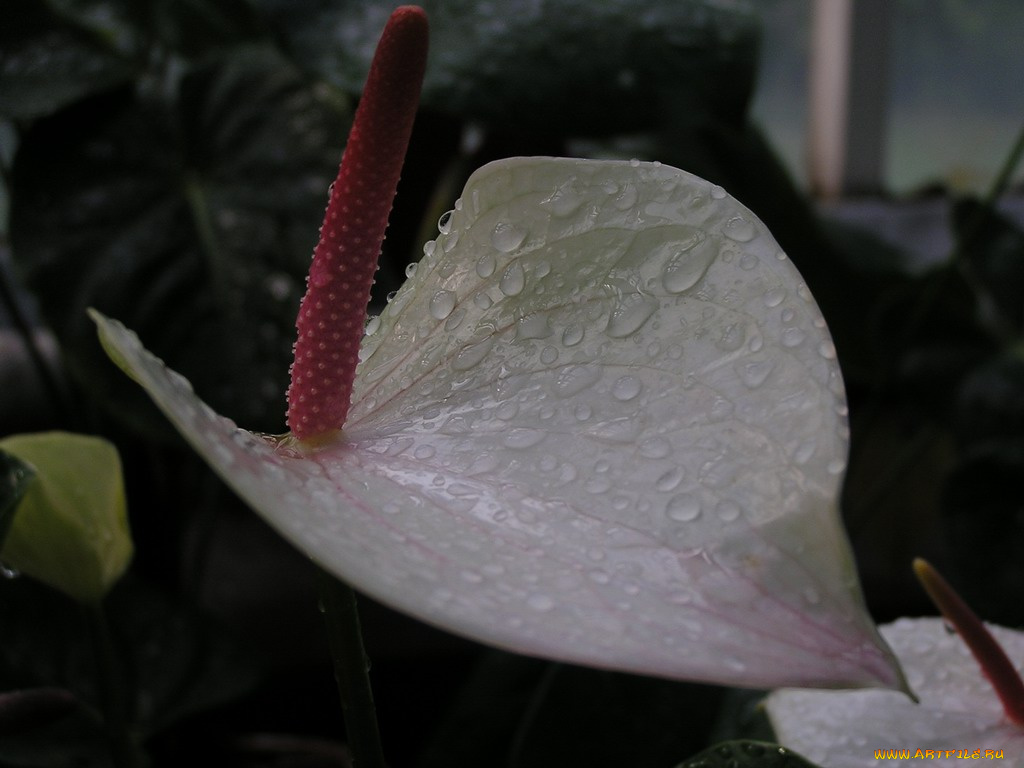 цветы, антуриум, цветок, фламинго