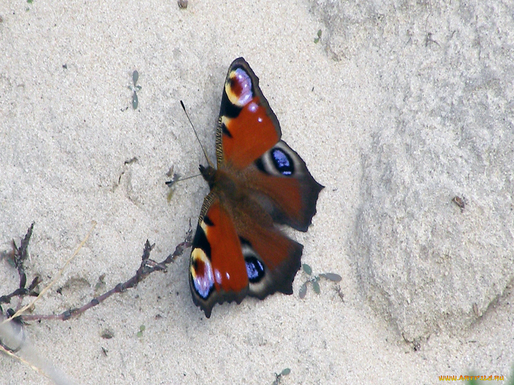 павлиний, глаз, животные, бабочки