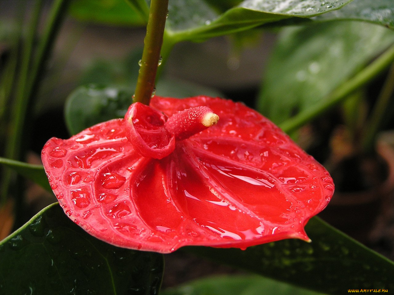 цветы, антуриум, цветок, фламинго