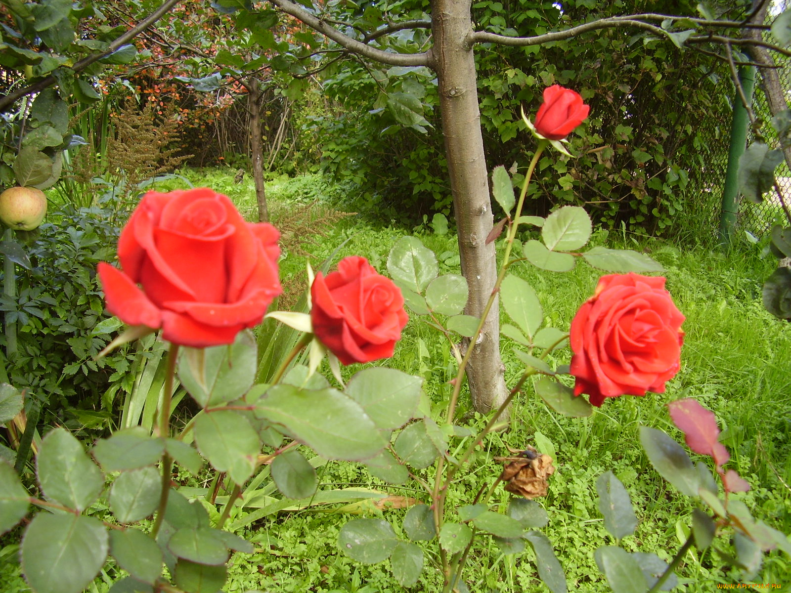 цветы, розы