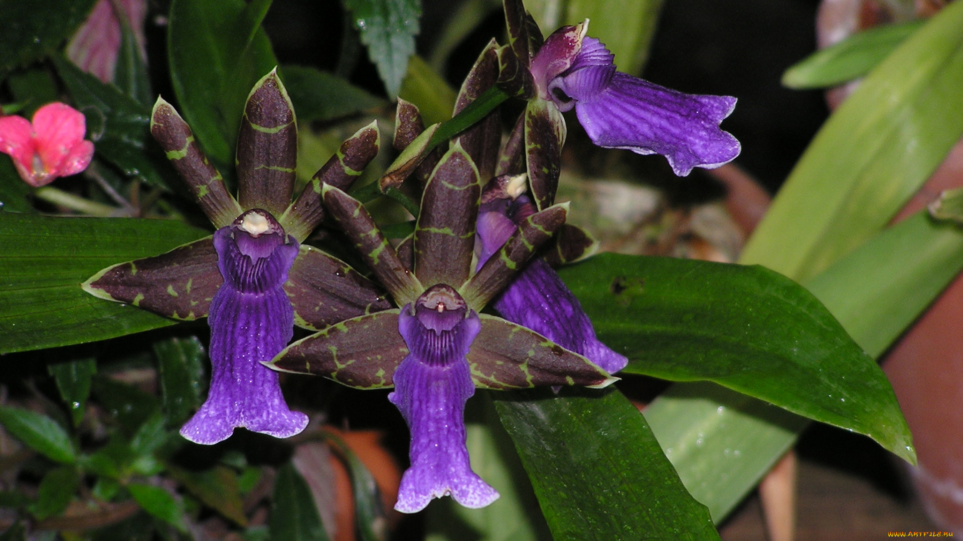 цветы, орхидеи