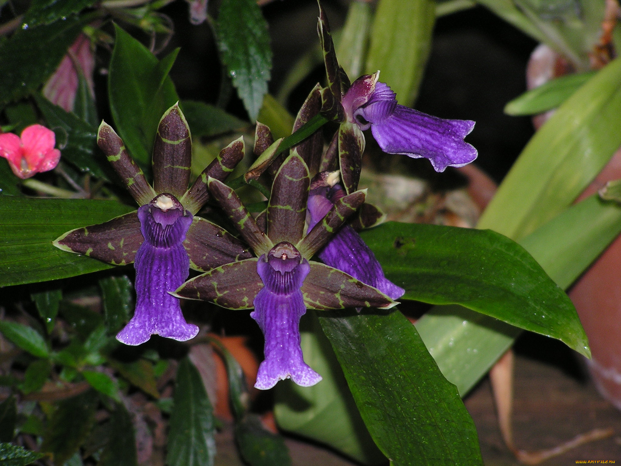 цветы, орхидеи