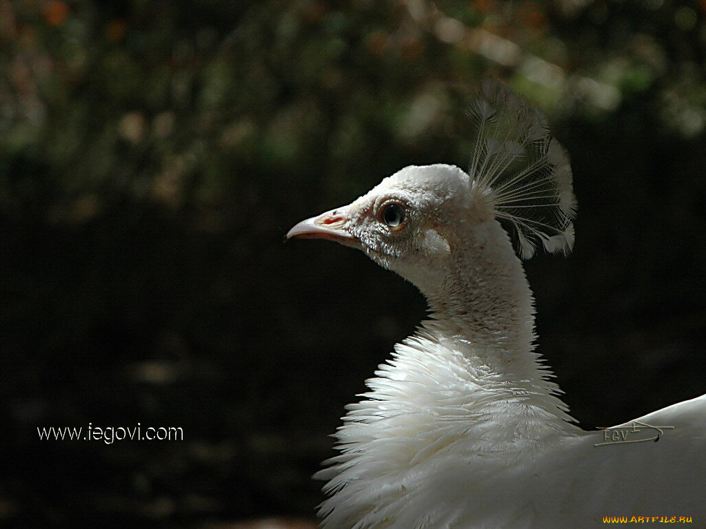 животные, павлины
