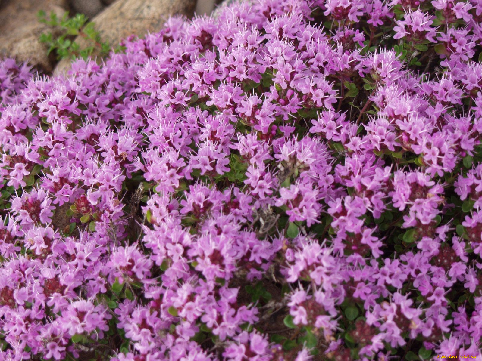 фотографии, геологов, амакинской, грэ, алроса, цветы, луговые, полевые