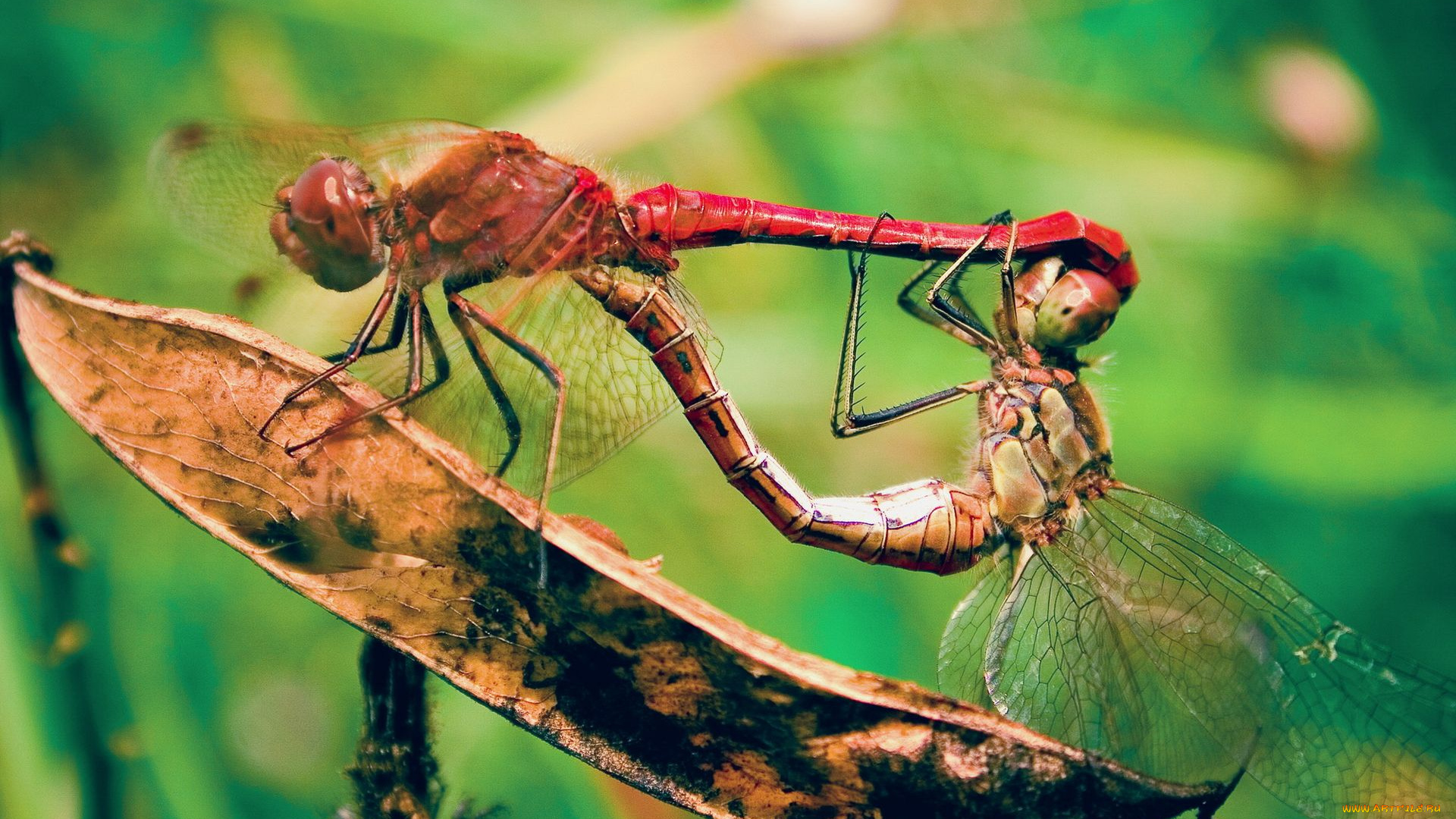 животные, стрекозы